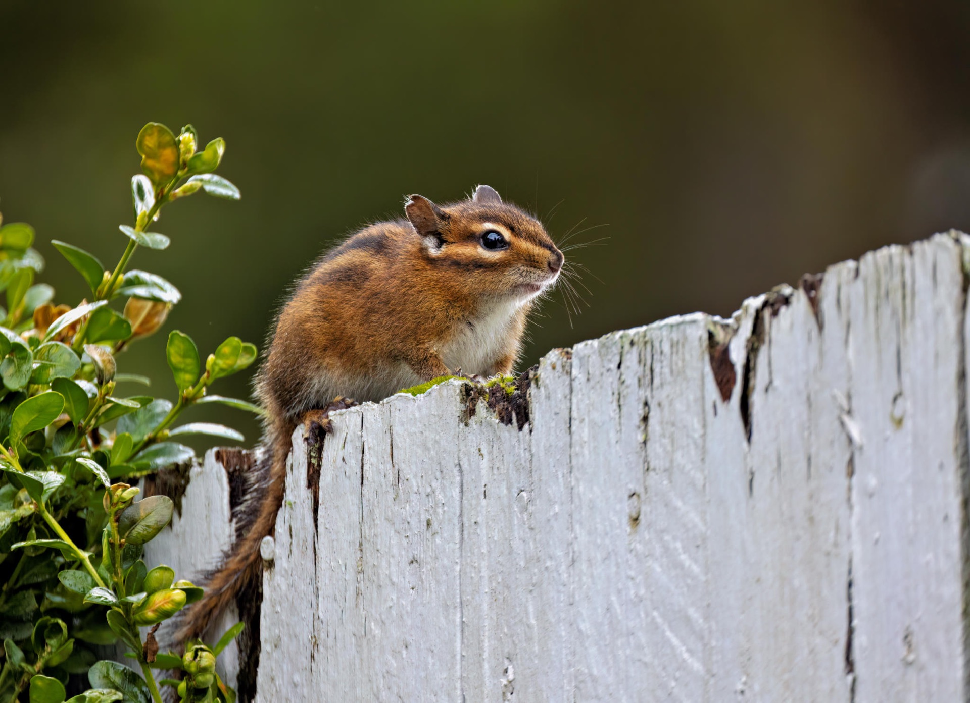 Townsend's Chipmunk
