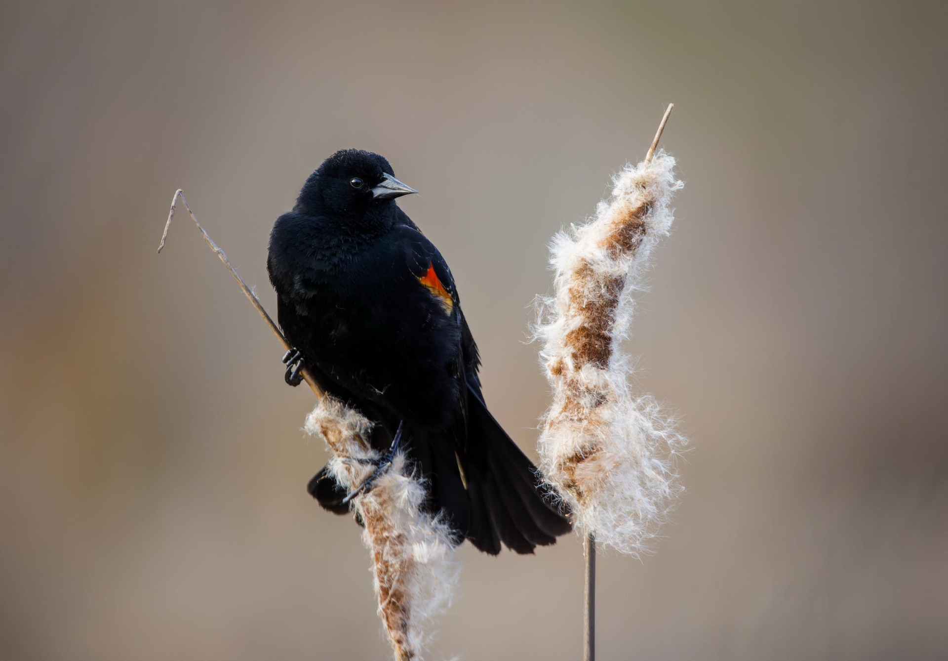 Red-winged Blackbird