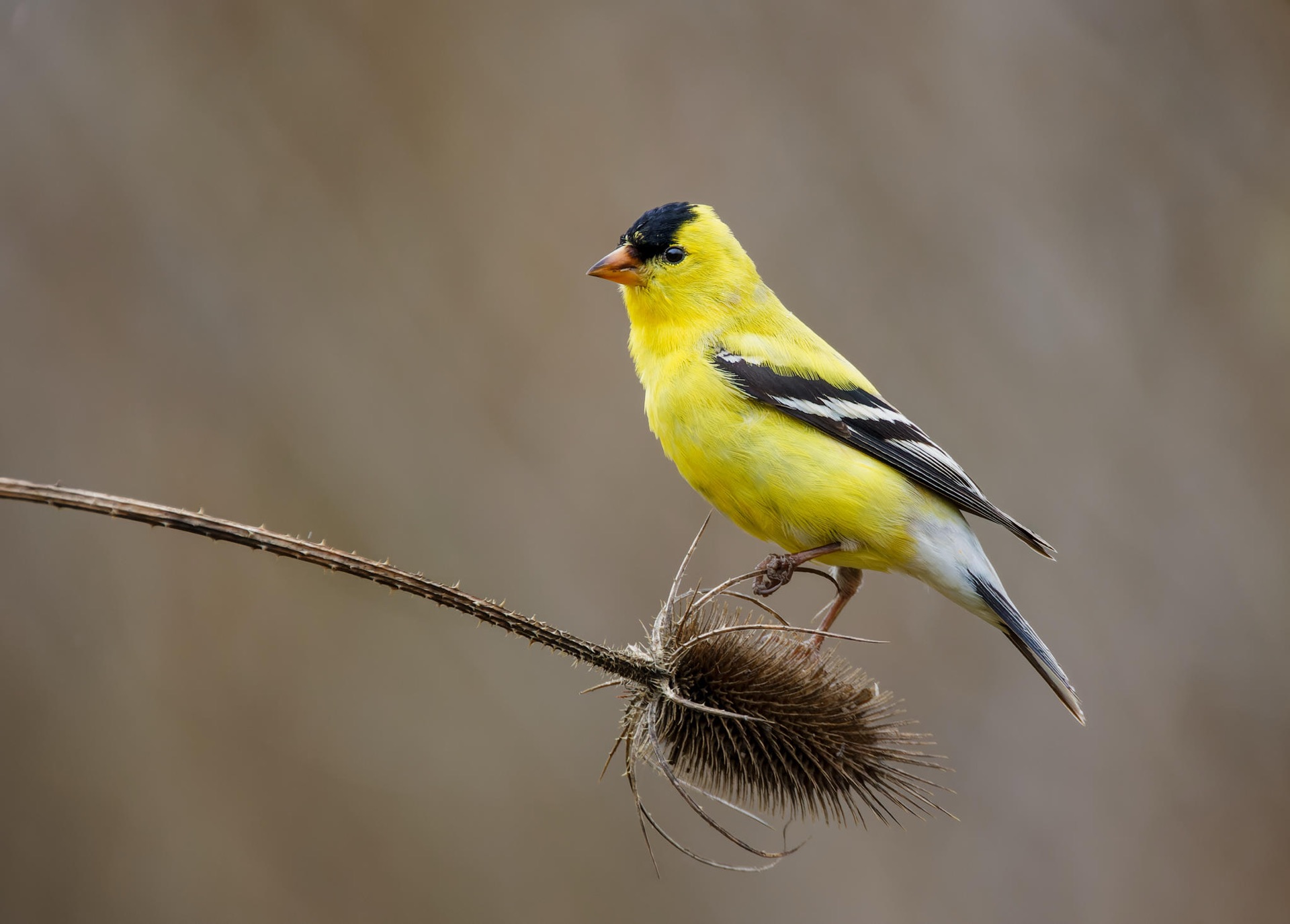 American Goldfinch
