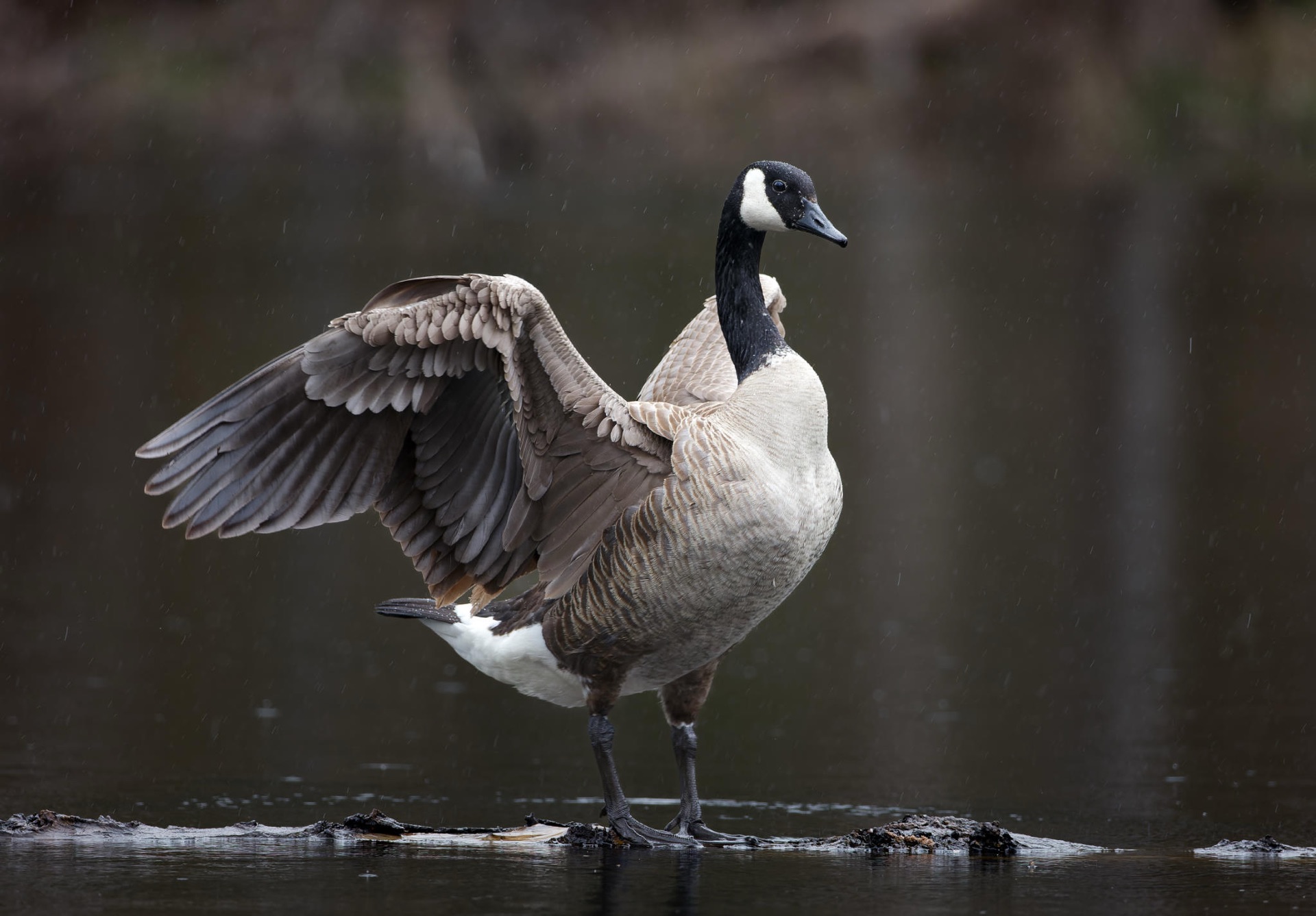 Canada Goose