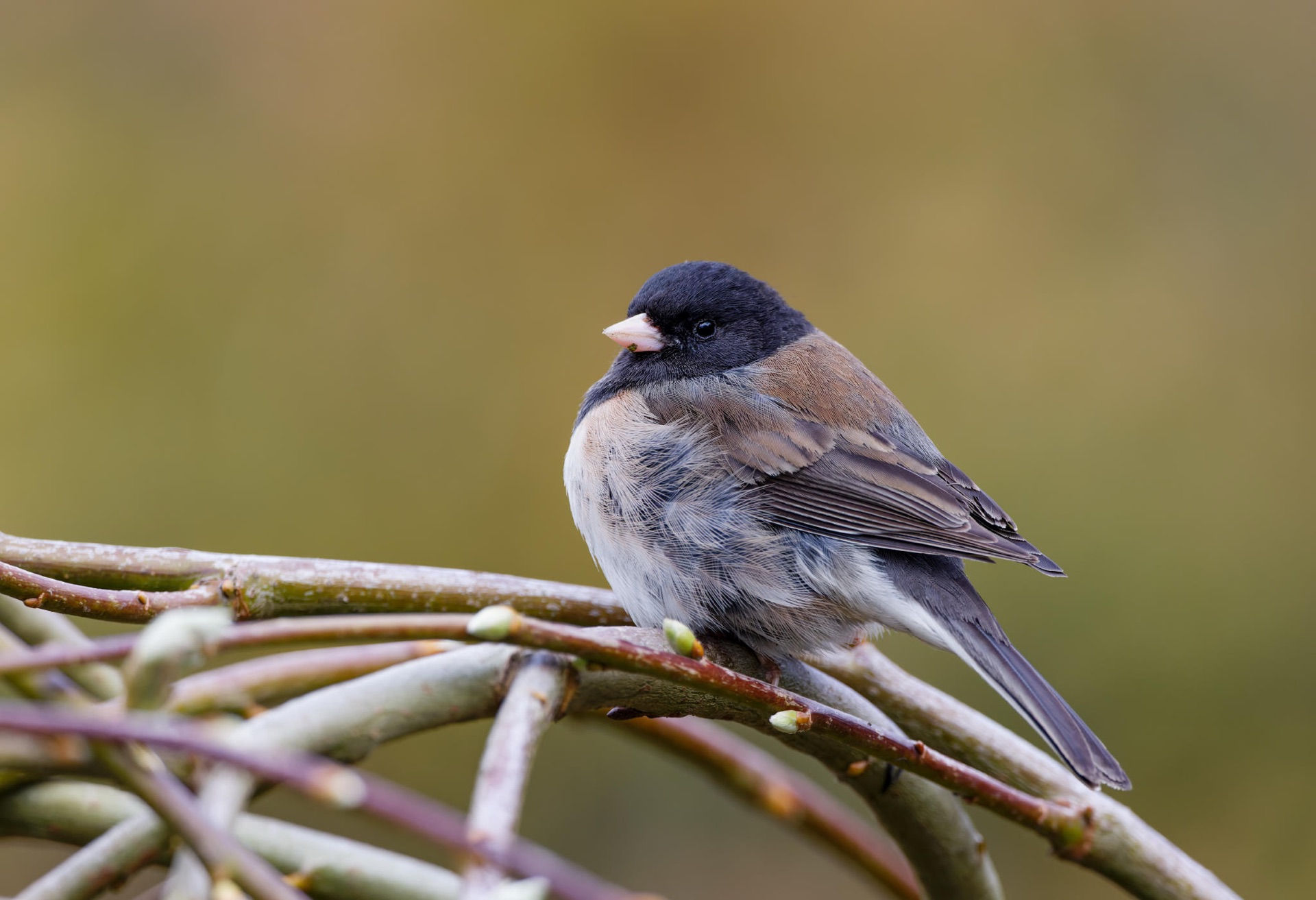Dark-eyed Junco