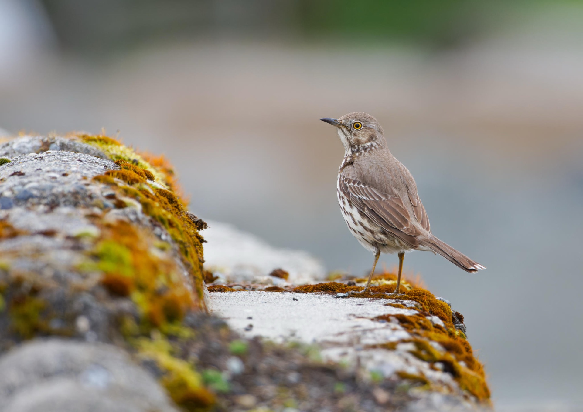 Sage Thrasher