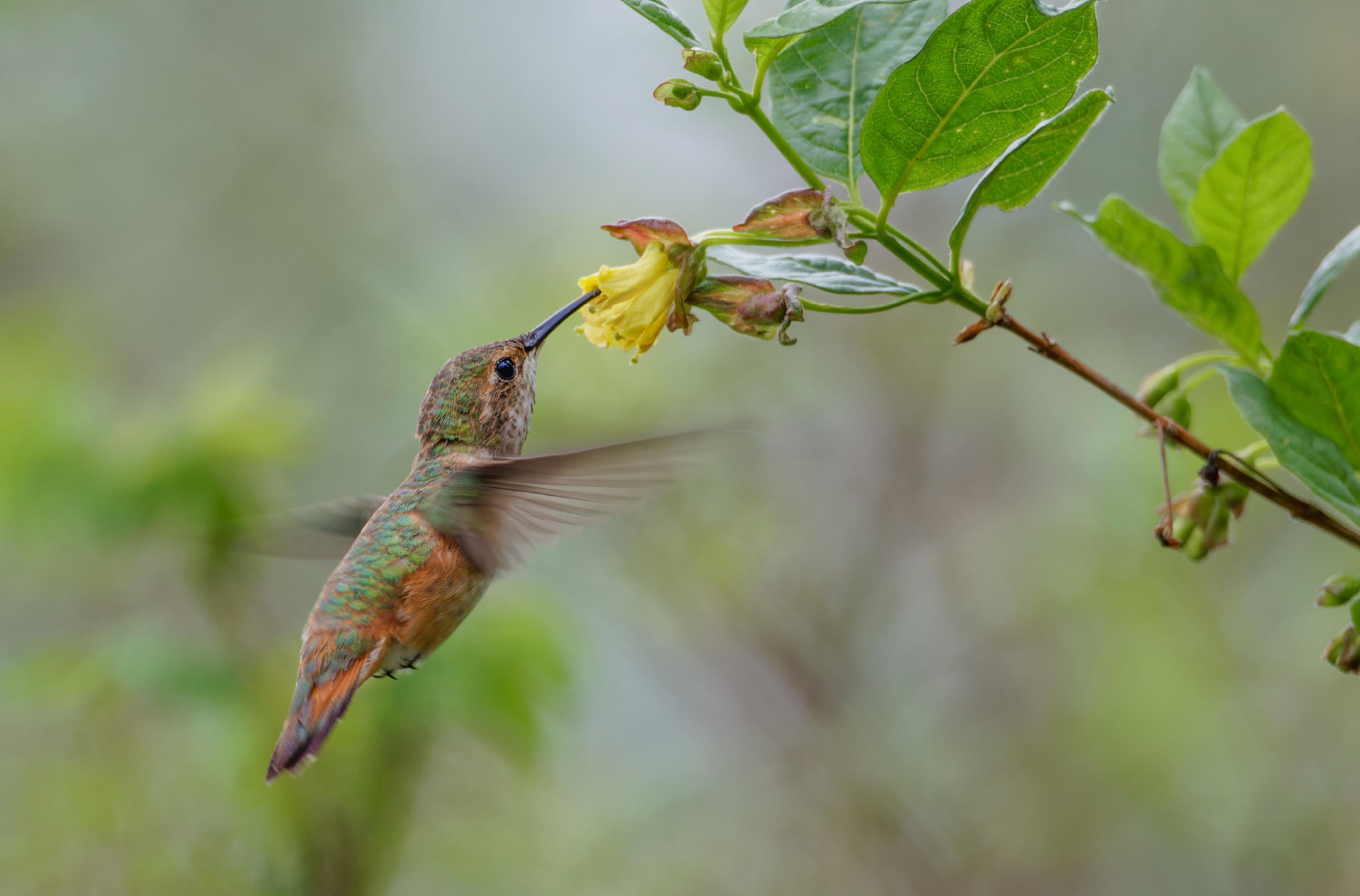 Rufous Hummingbird