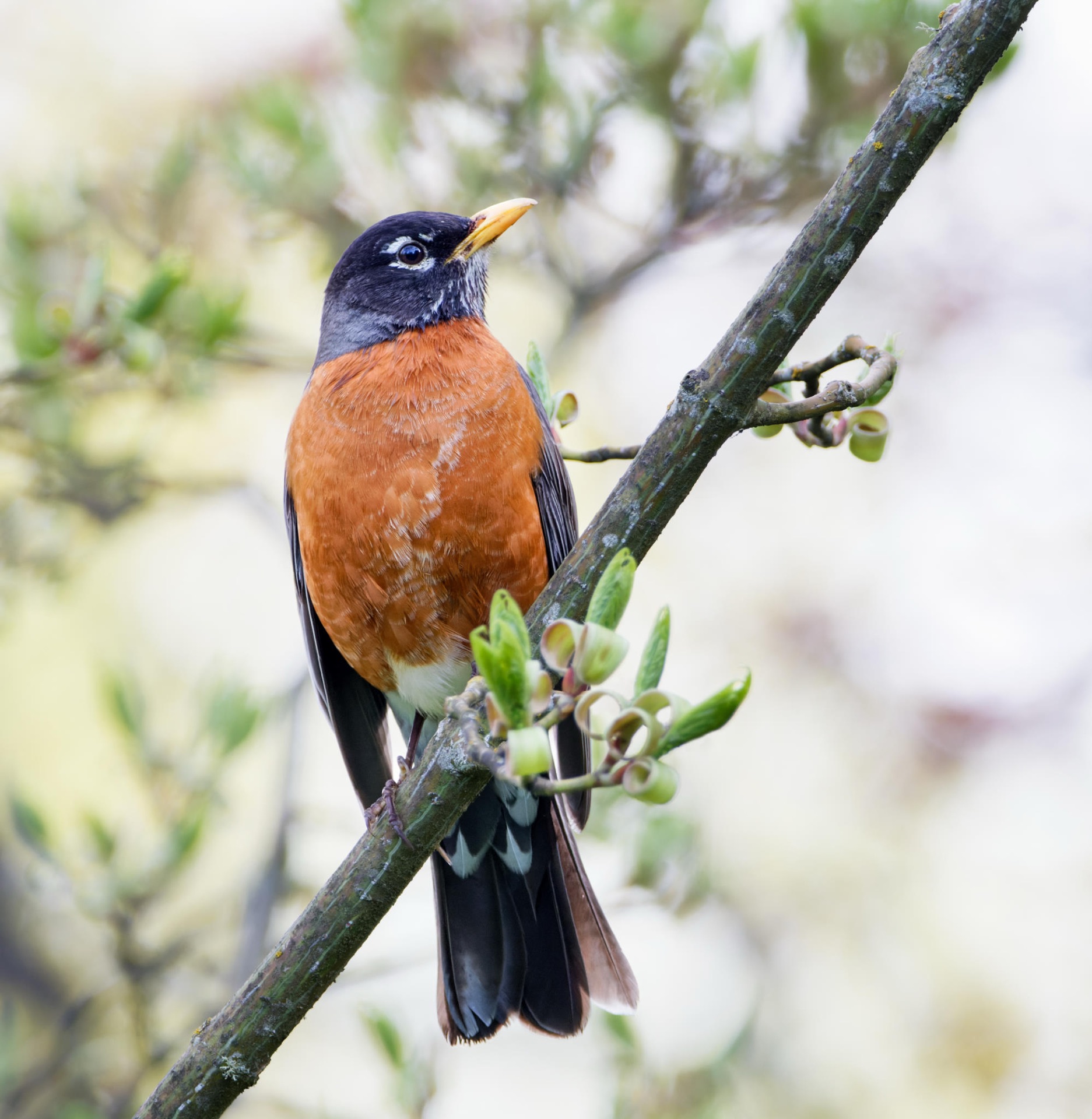 American Robin