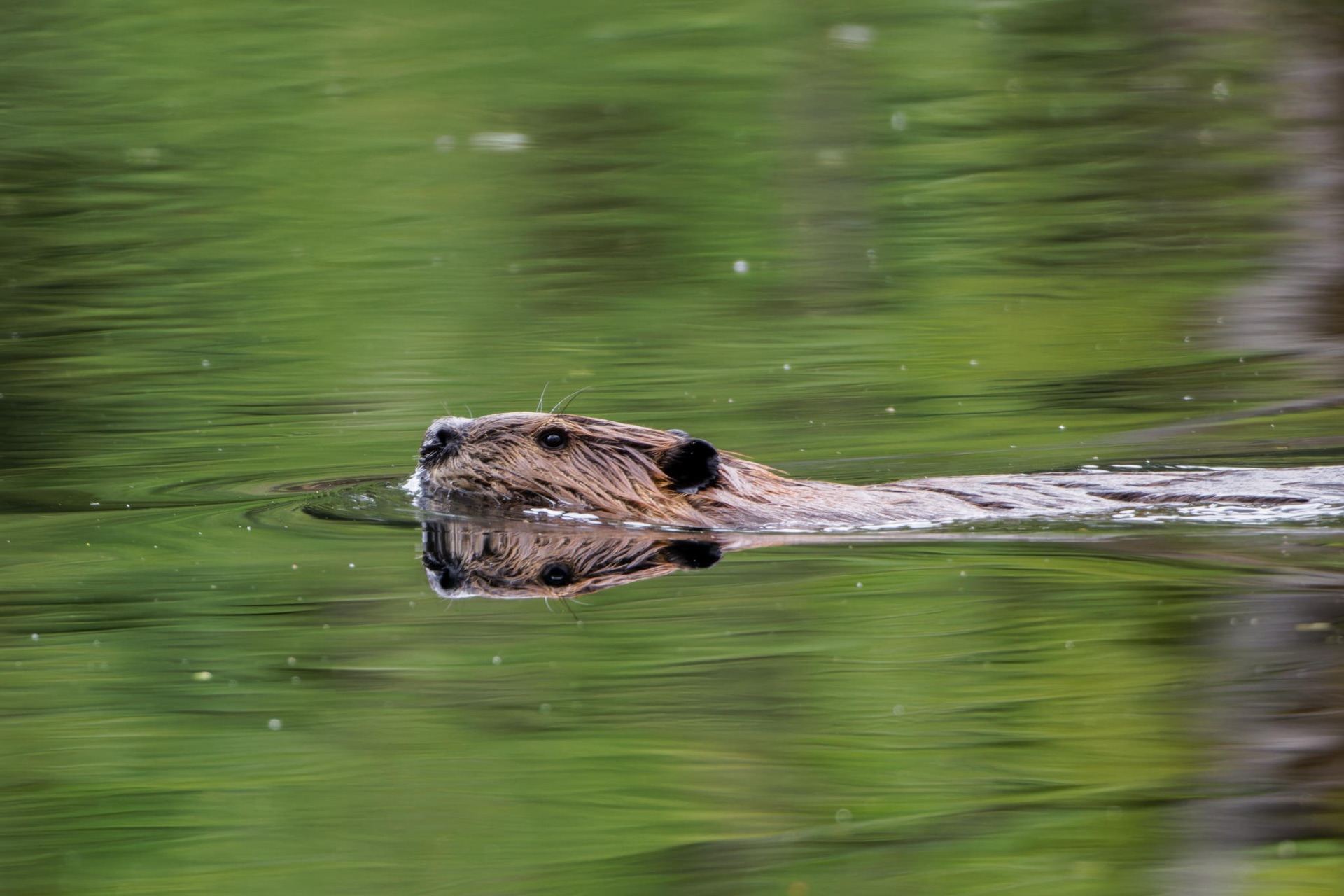 American Beaver