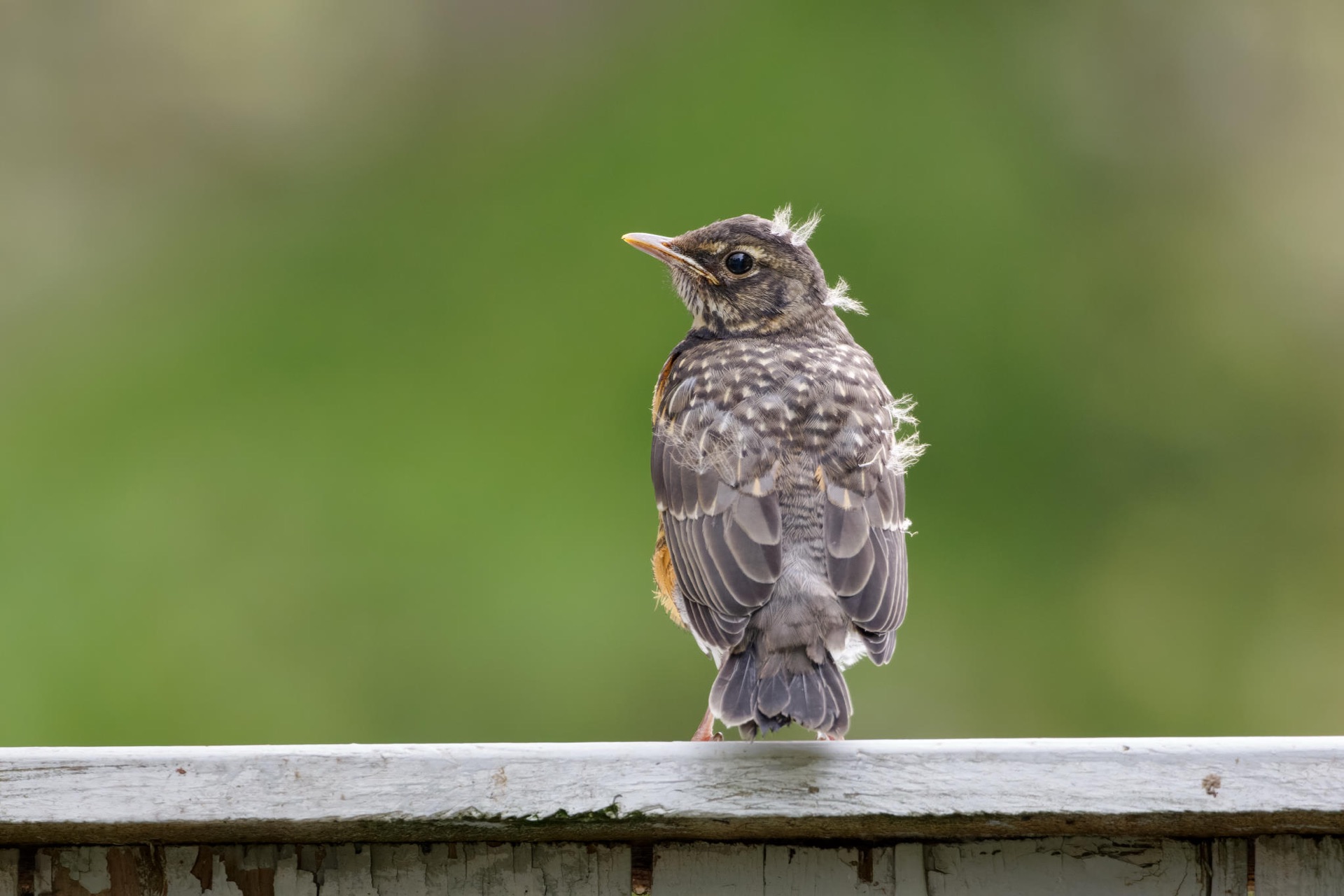 American Robin