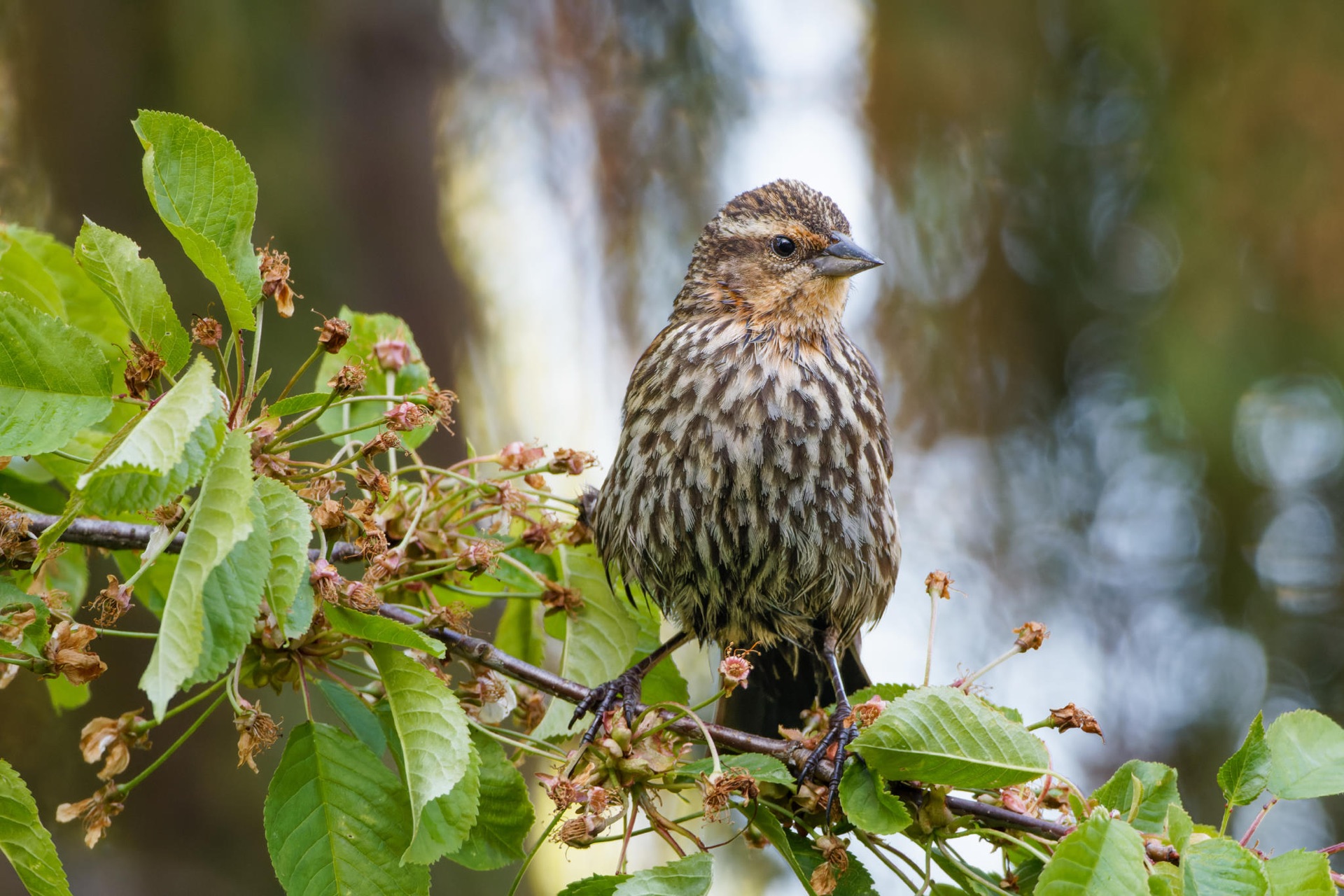 Red-winged Blackbird