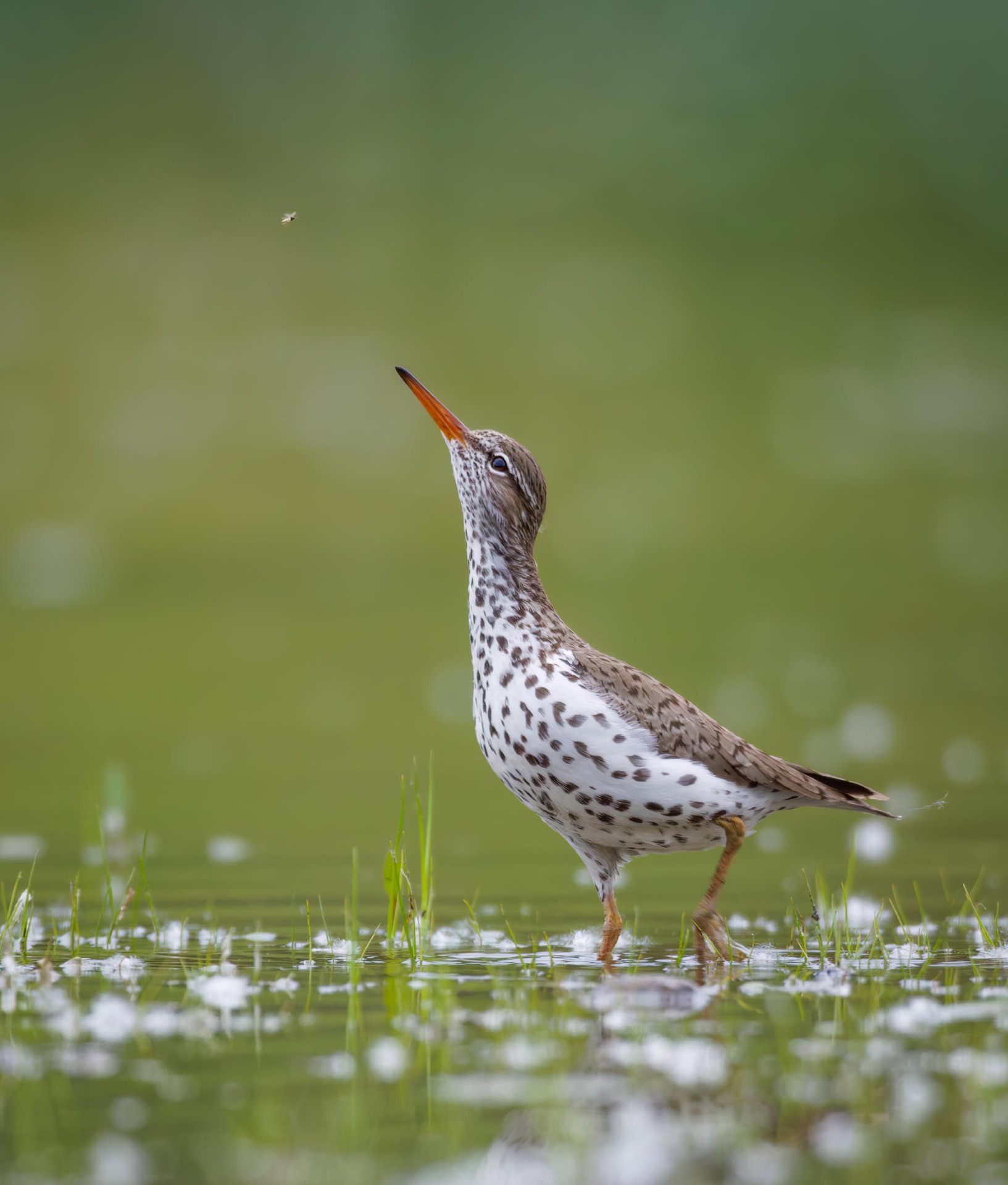 Spotted Sandpiper