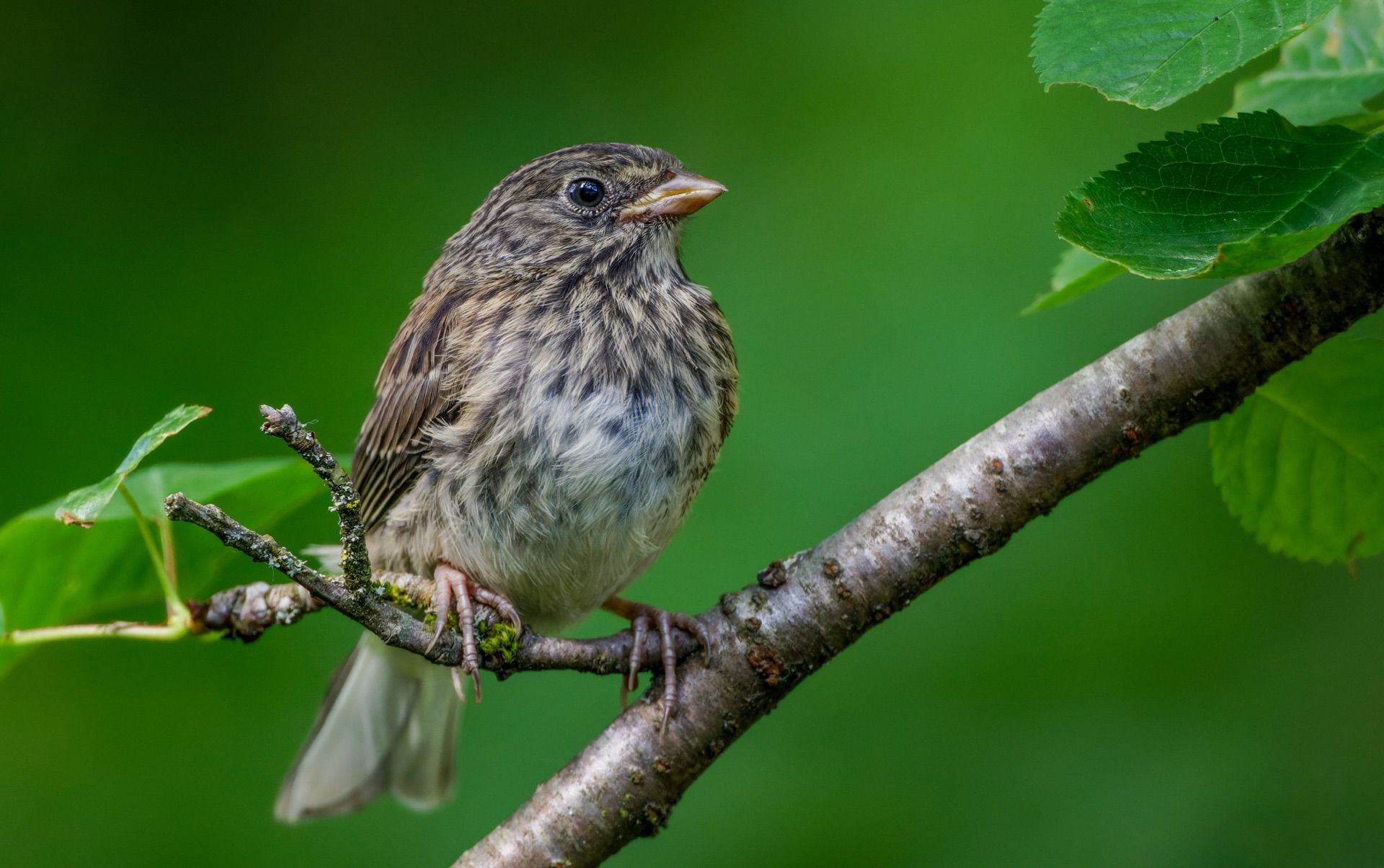 Dark-eyed Junco