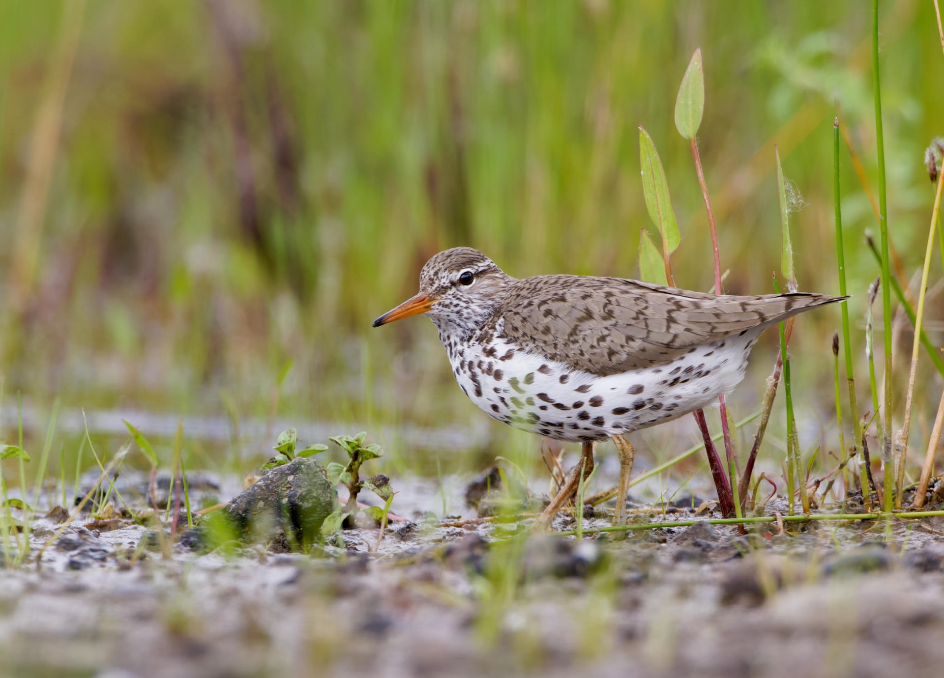 Spotted Sandpiper