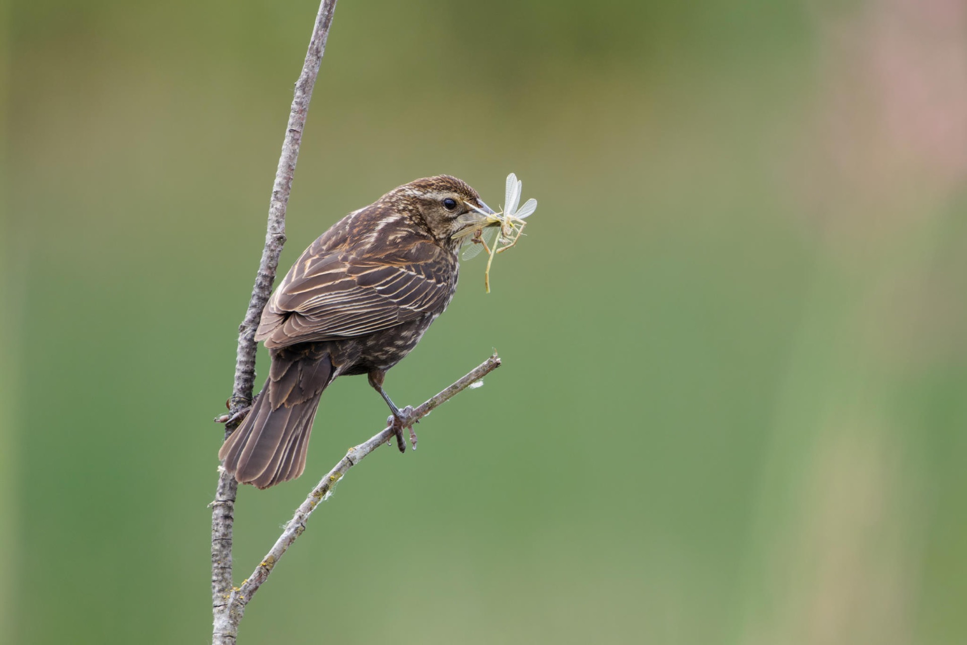 Red-winged Blackbird