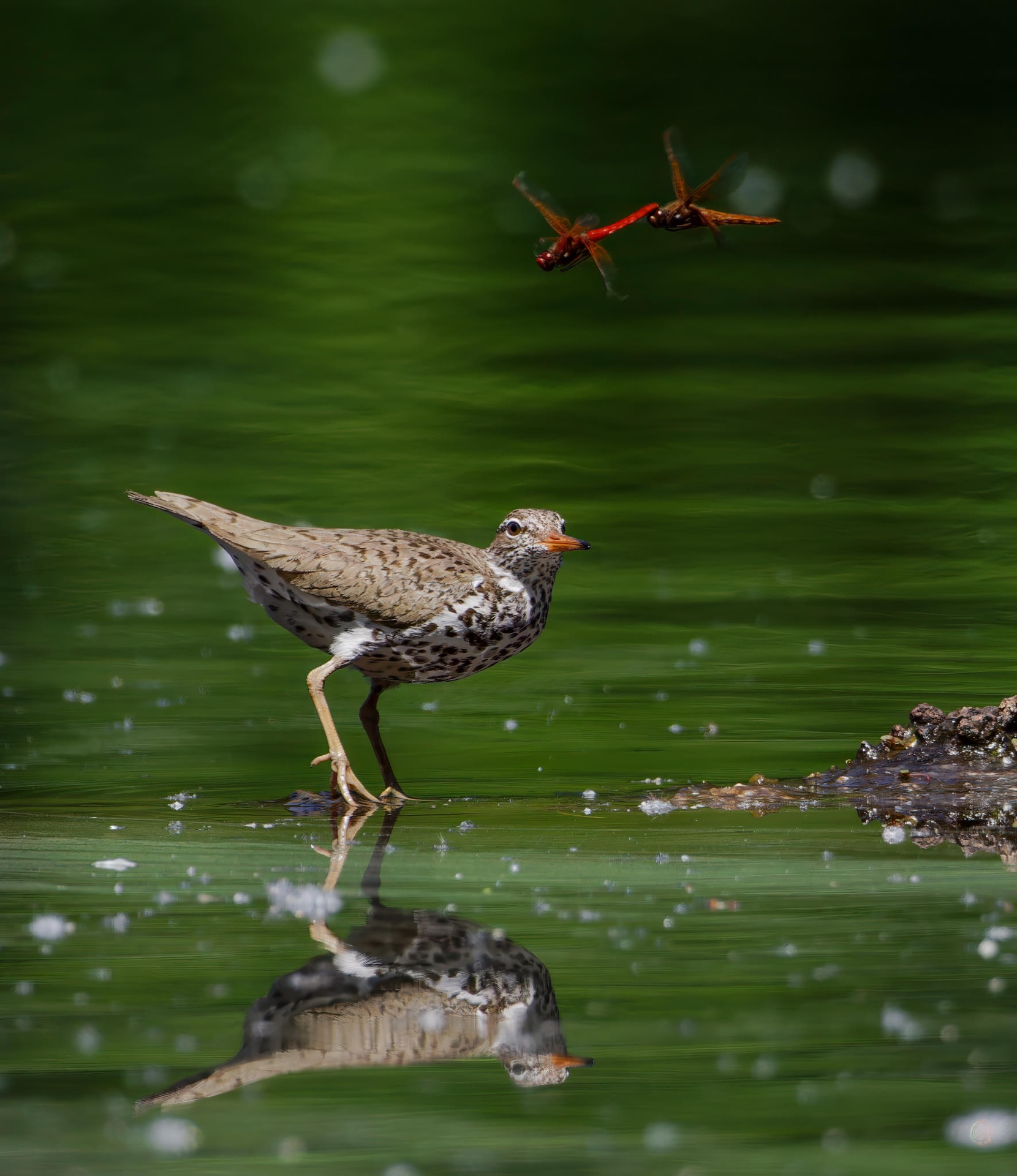 Spotted Sandpiper