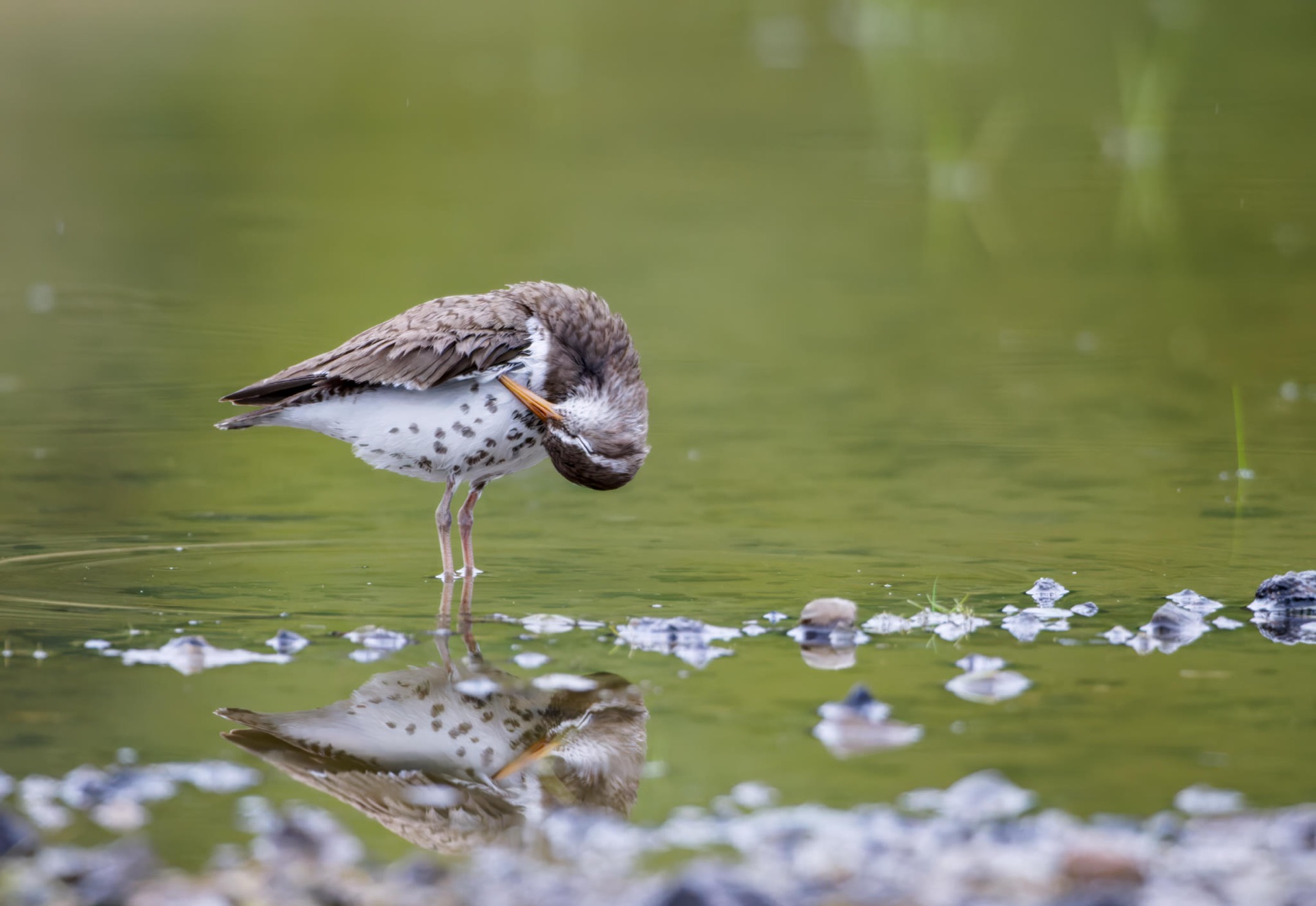 Spotted Sandpiper