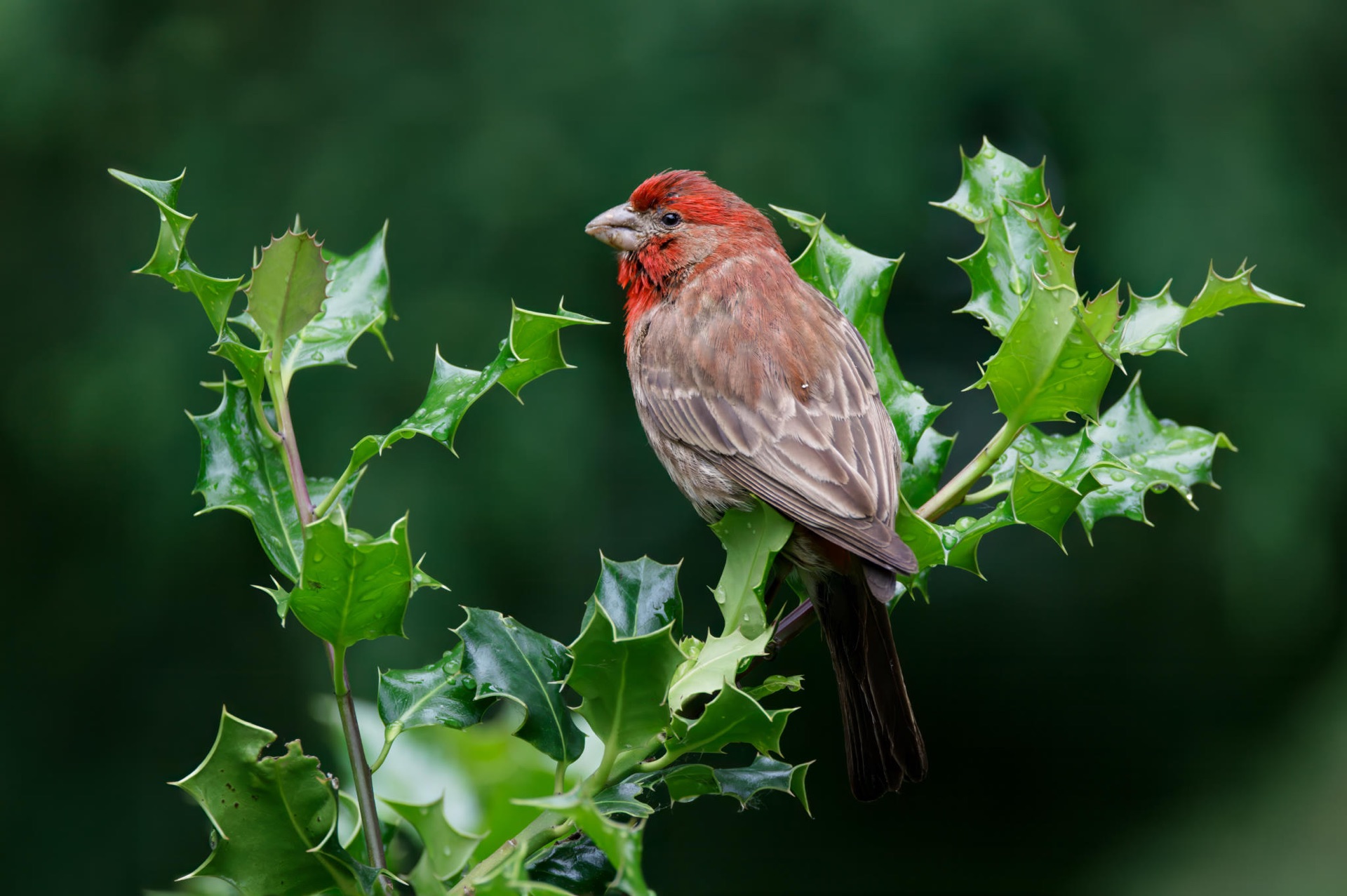 House Finch