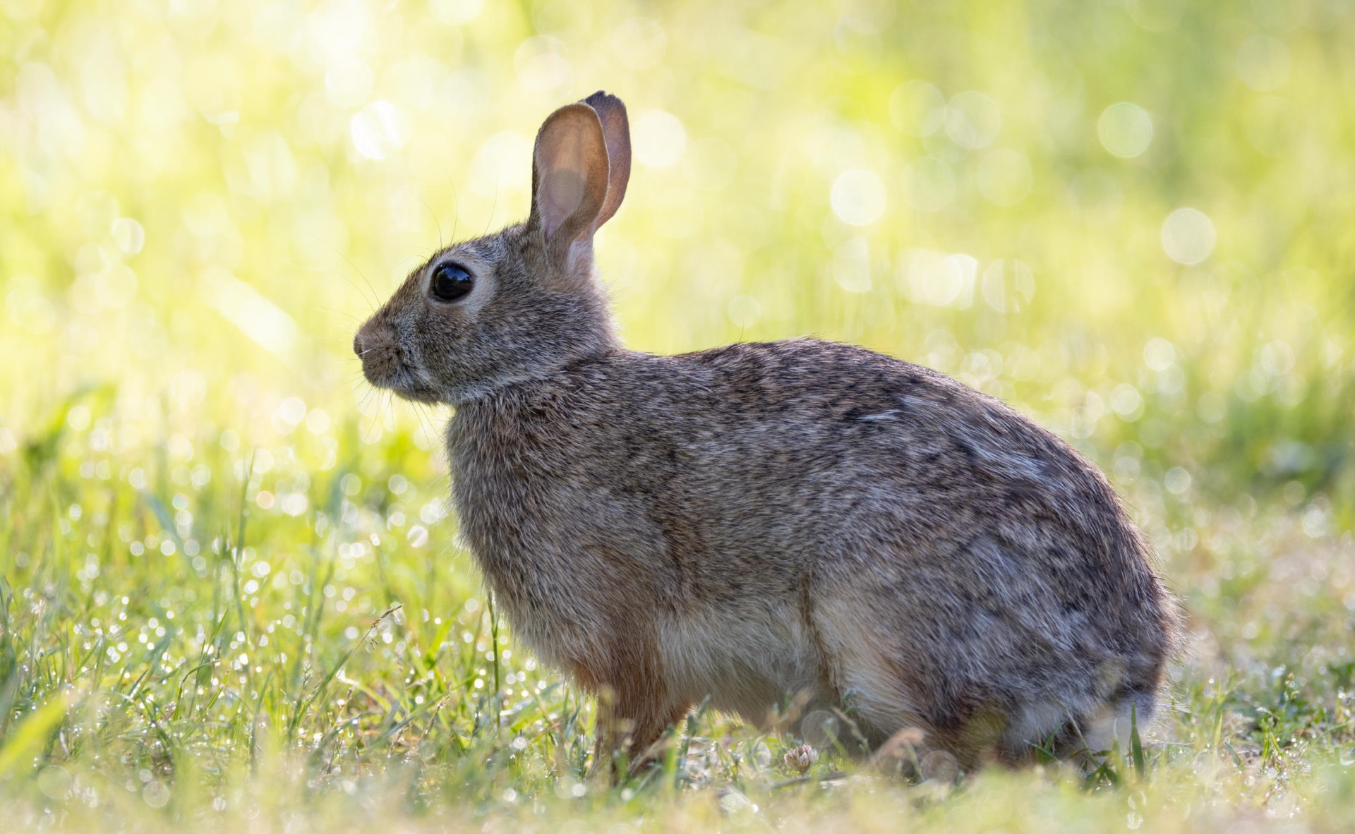 Eastern Cottontail