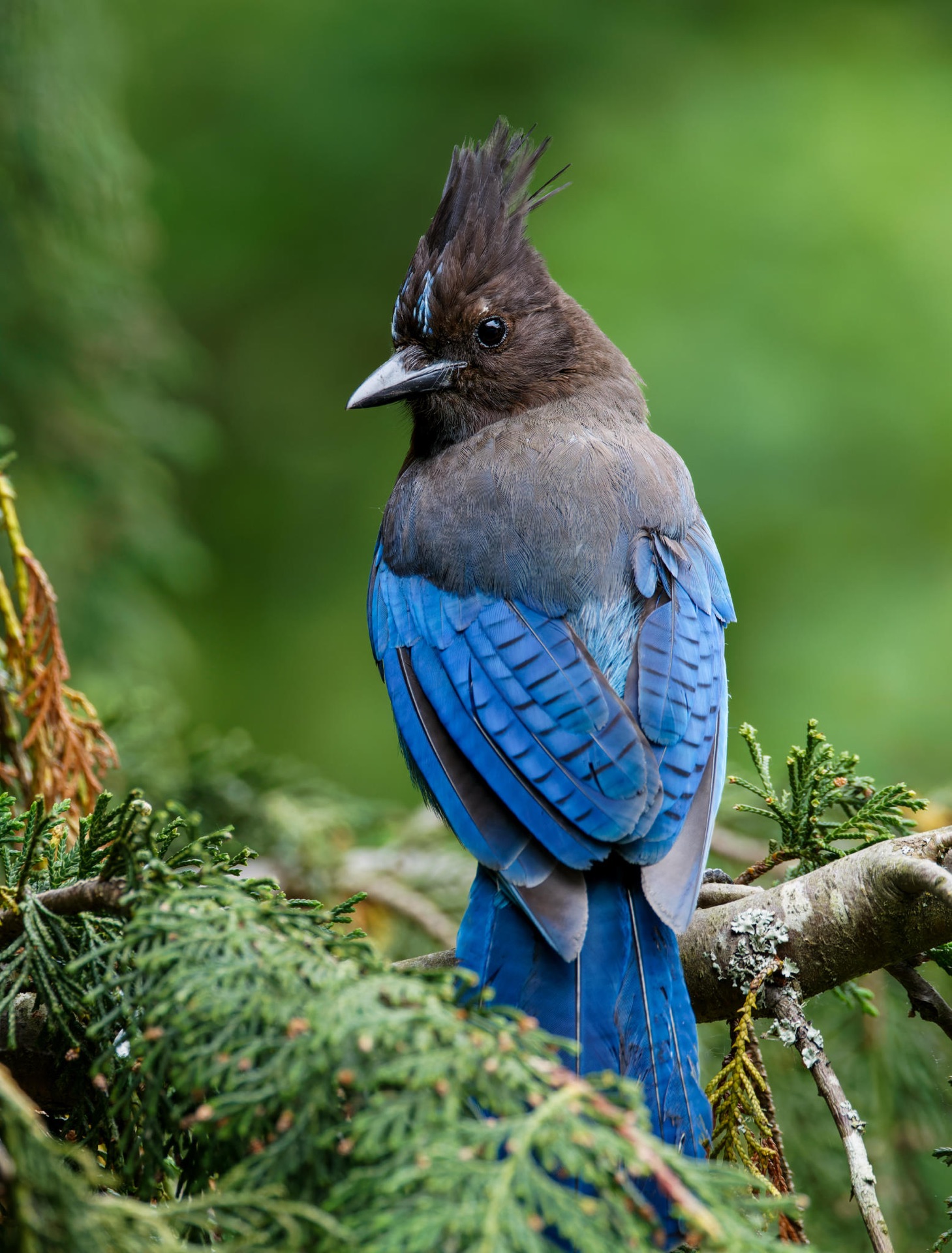 Steller's Jay