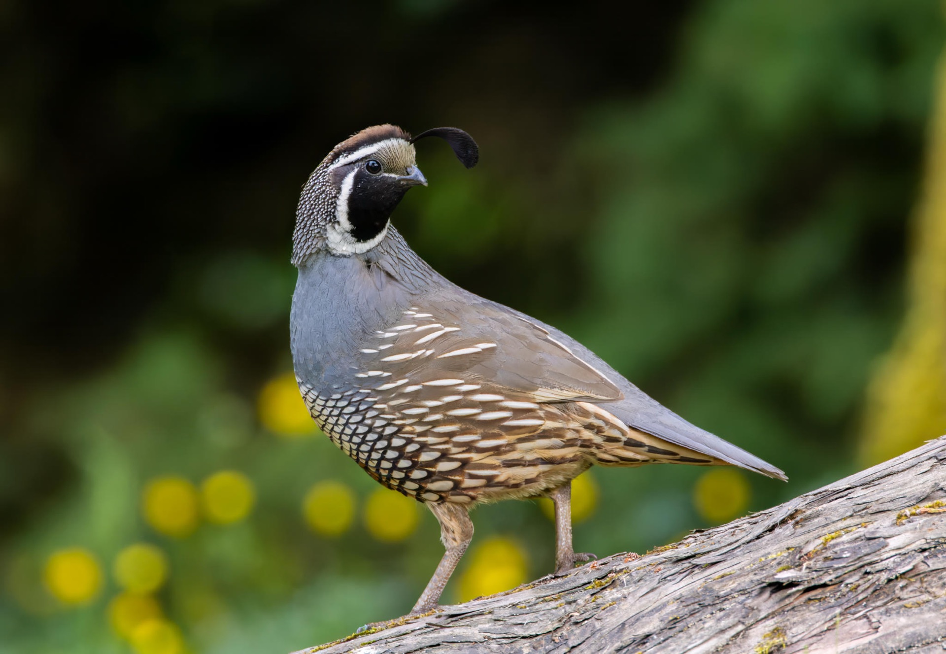 California Quail