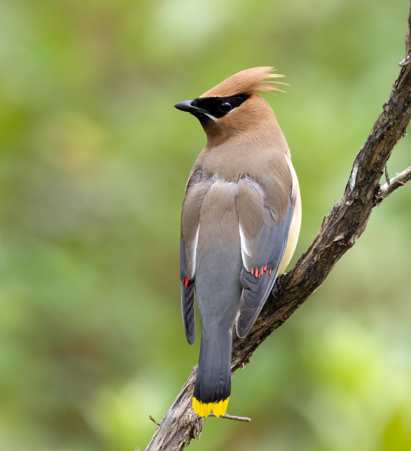 Cedar Waxwing