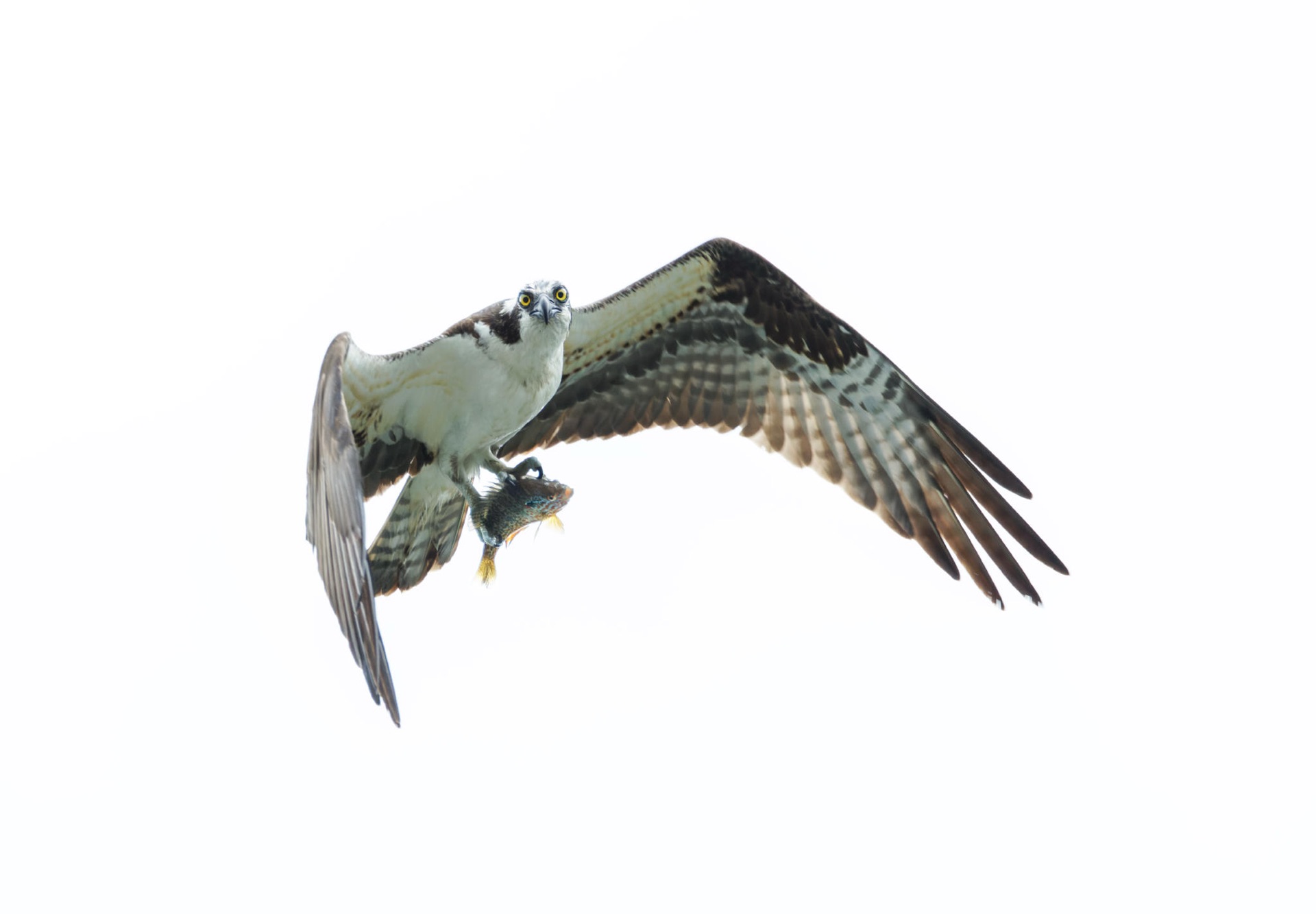 Osprey
