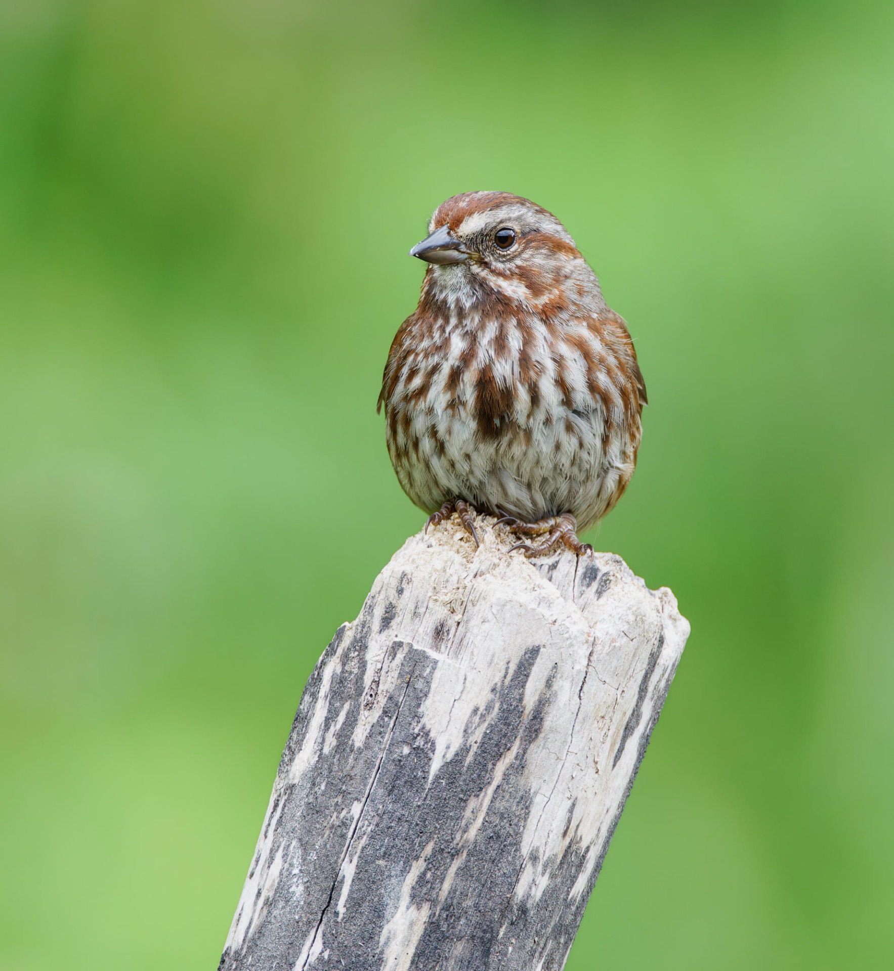 Song Sparrow
