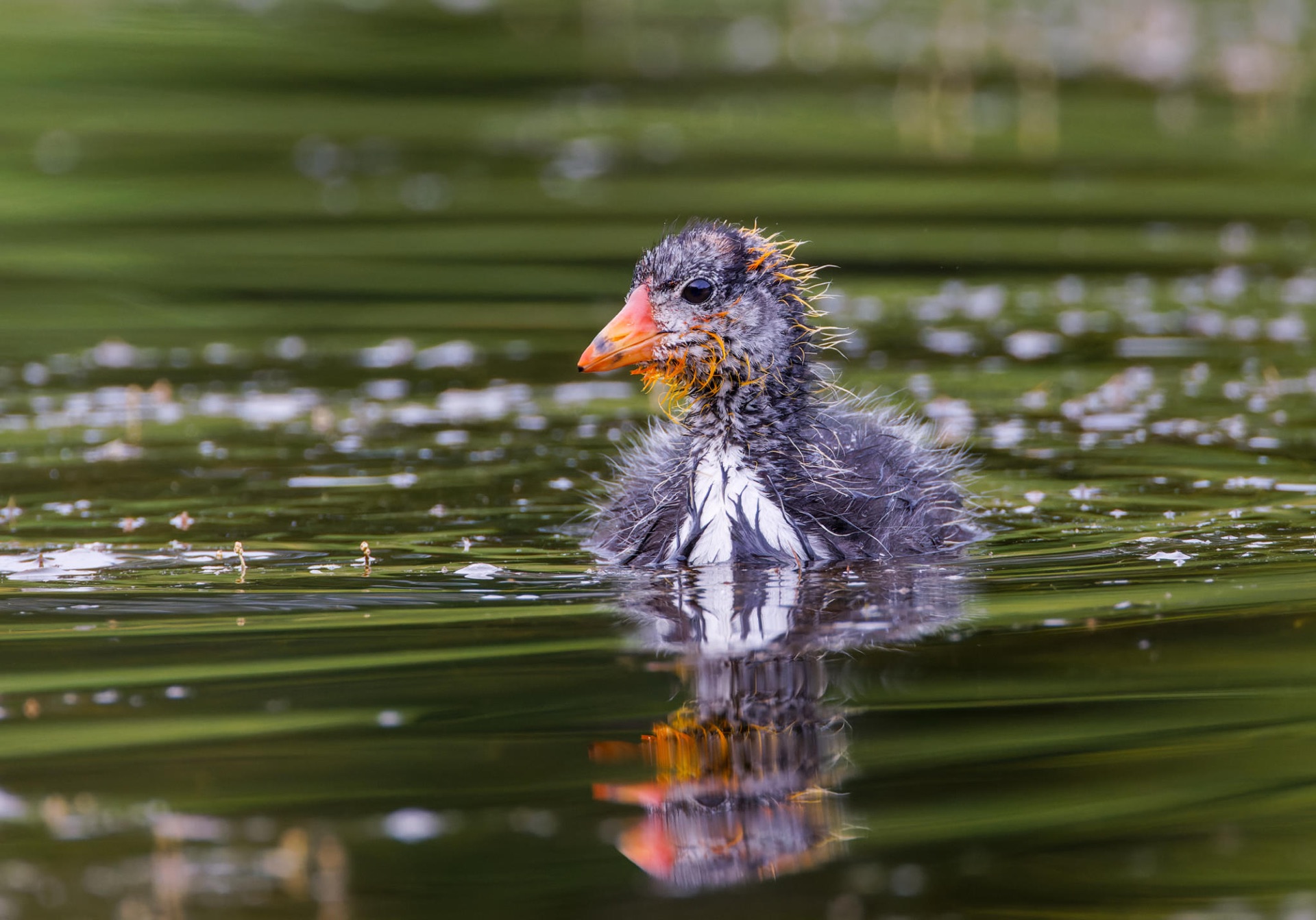 American Coot