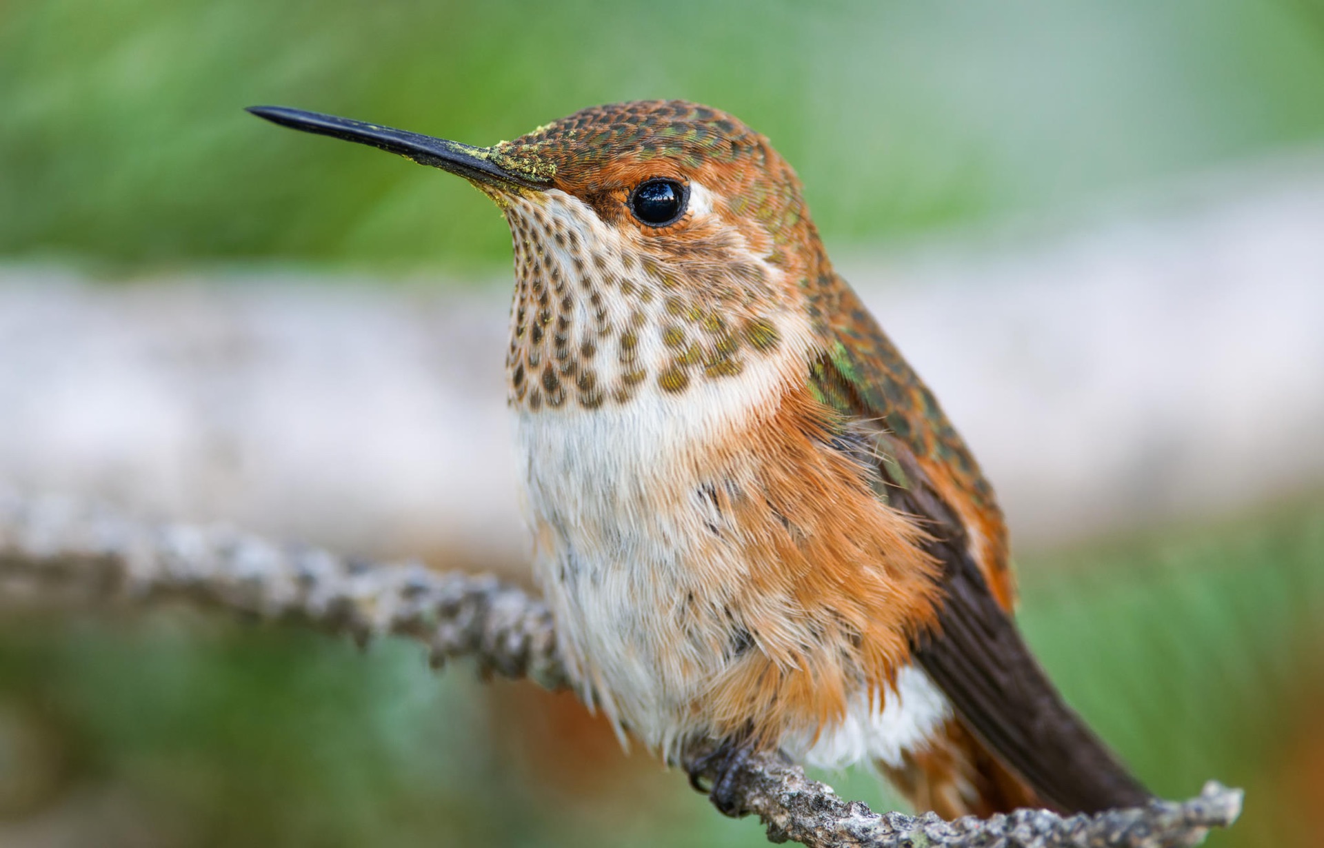 Rufous Hummingbird