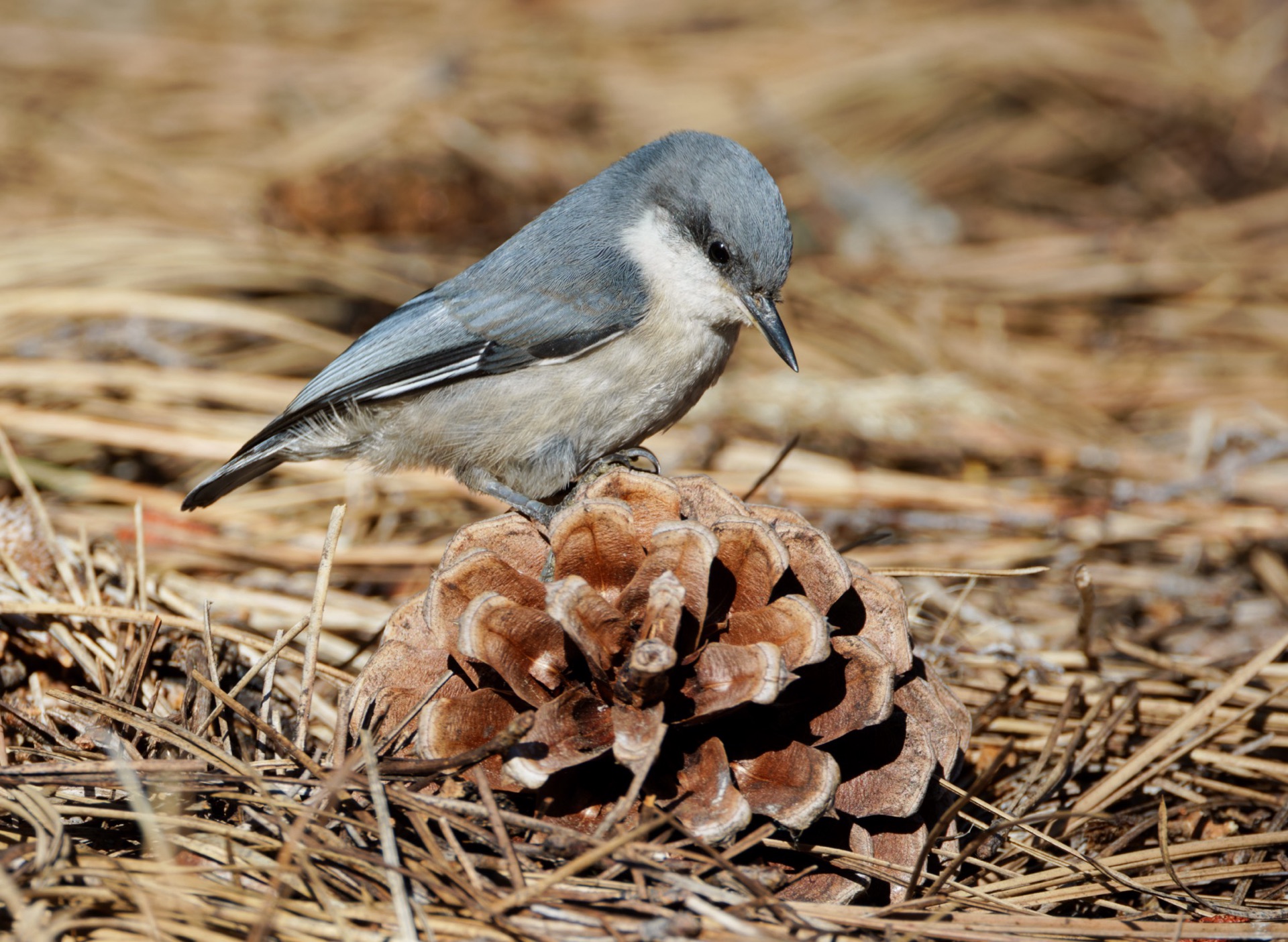 Pygmy Nuthatch