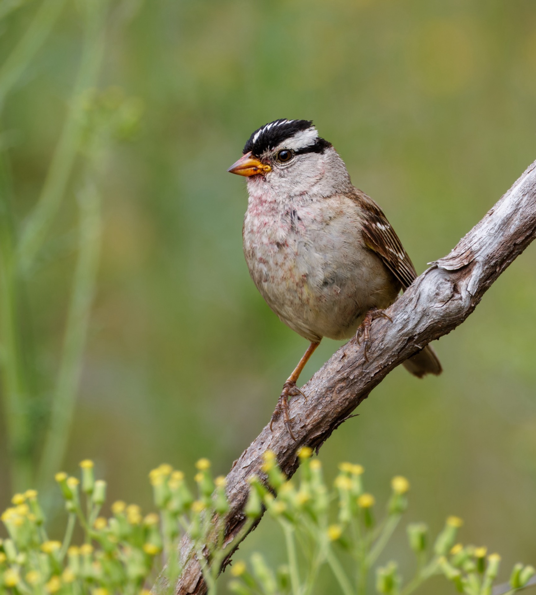 White-crowned Sparrow