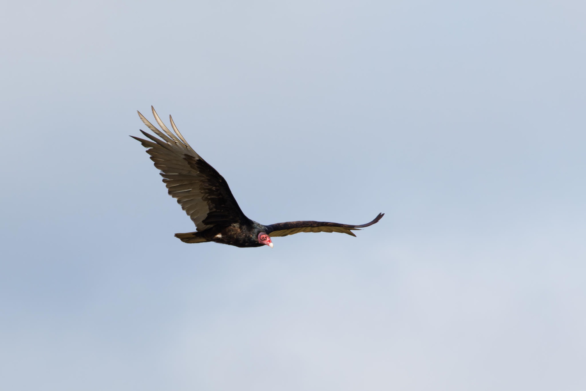 Turkey Vulture
