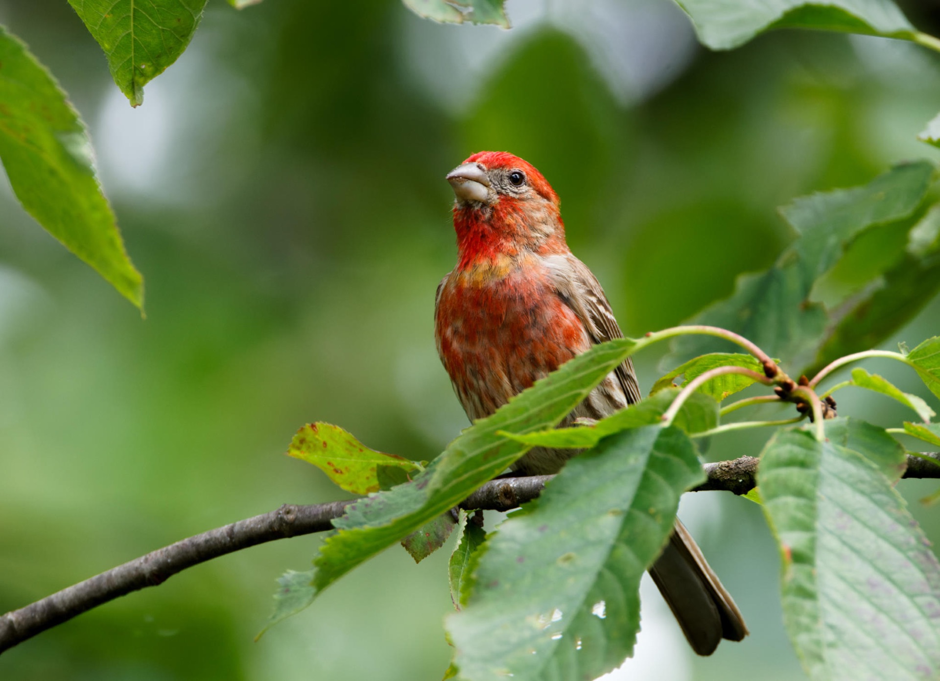 House Finch