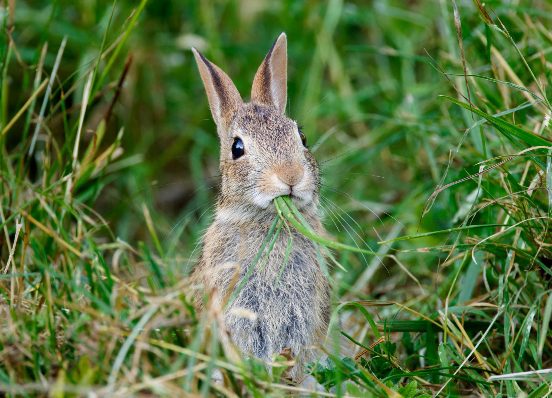 Eastern Cottontail