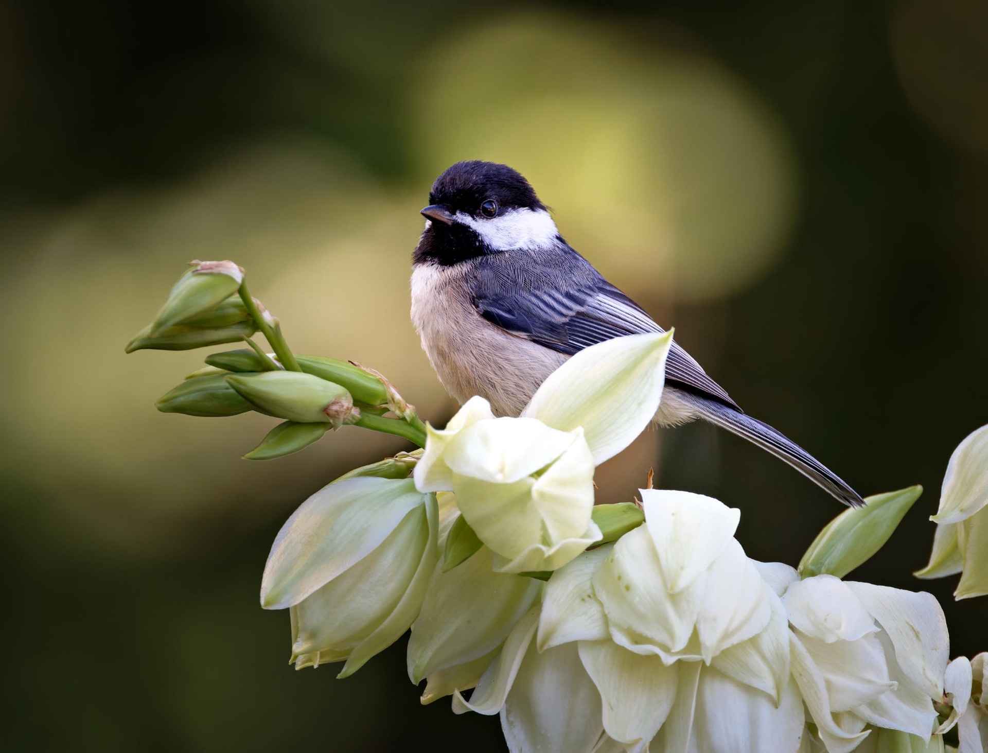 Black-capped Chickadee