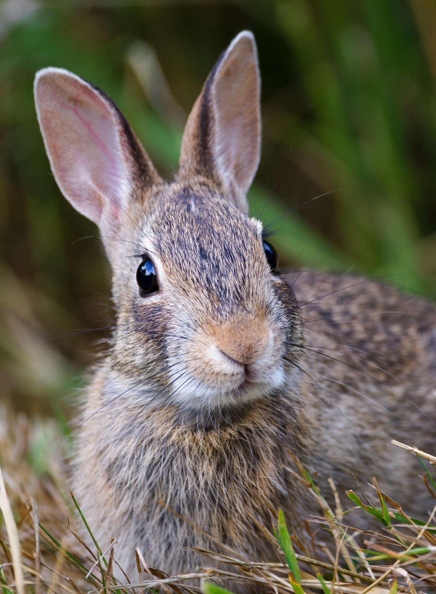 Eastern Cottontail