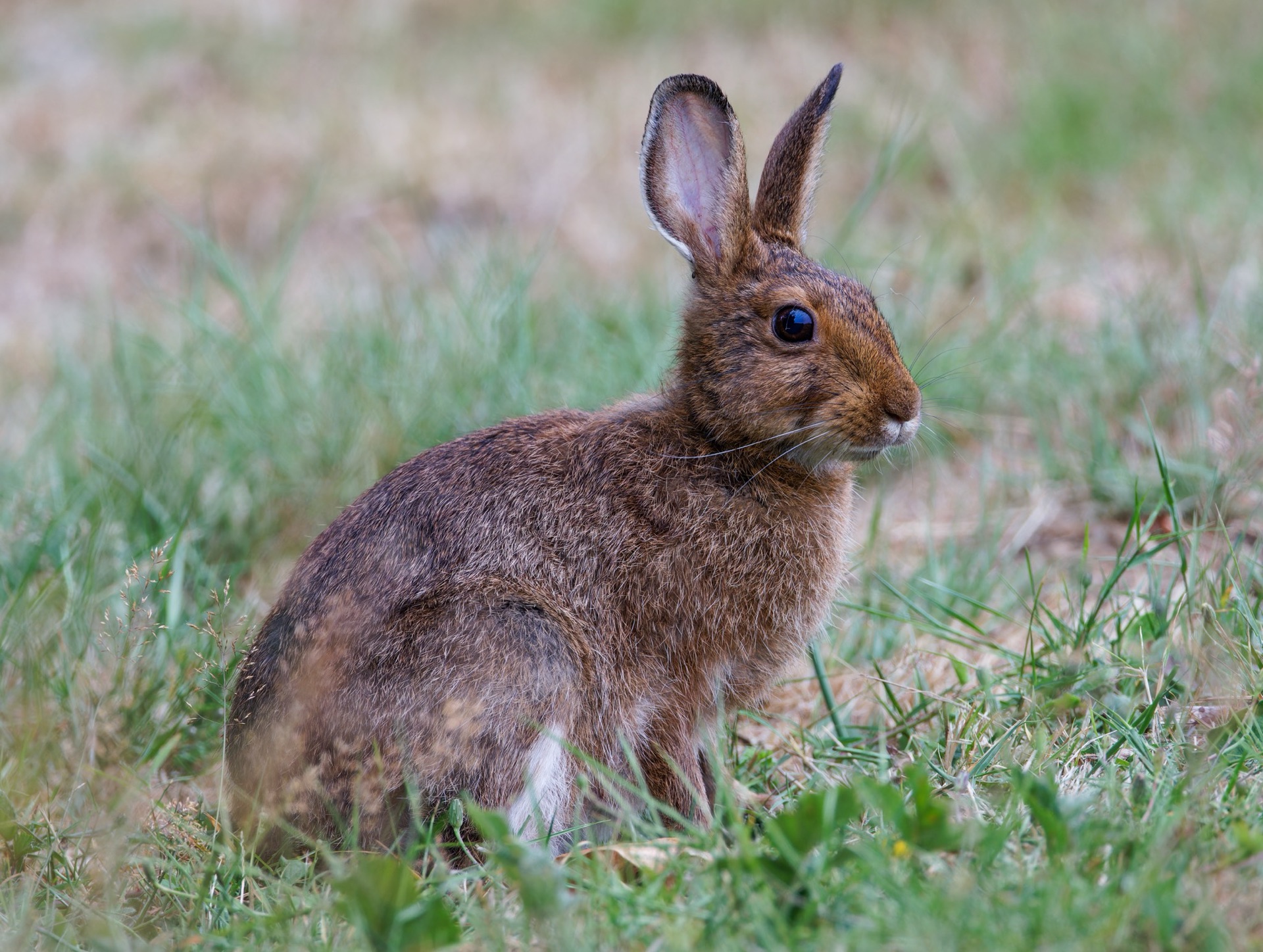 Snowshoe Hare