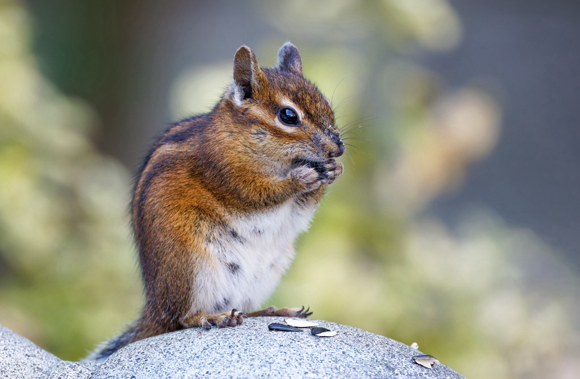 Townsend's Chipmunk