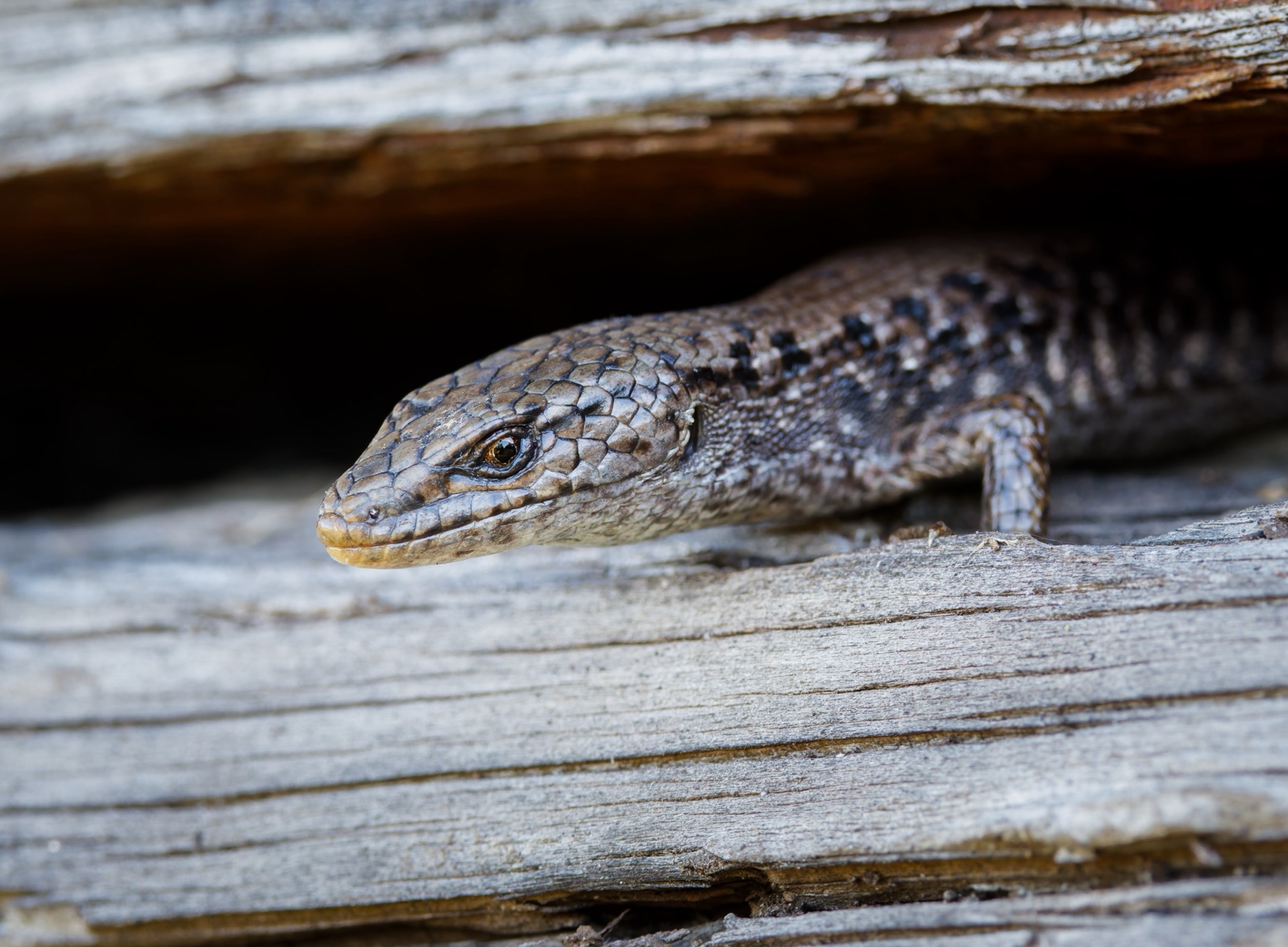 Northern Alligator Lizard