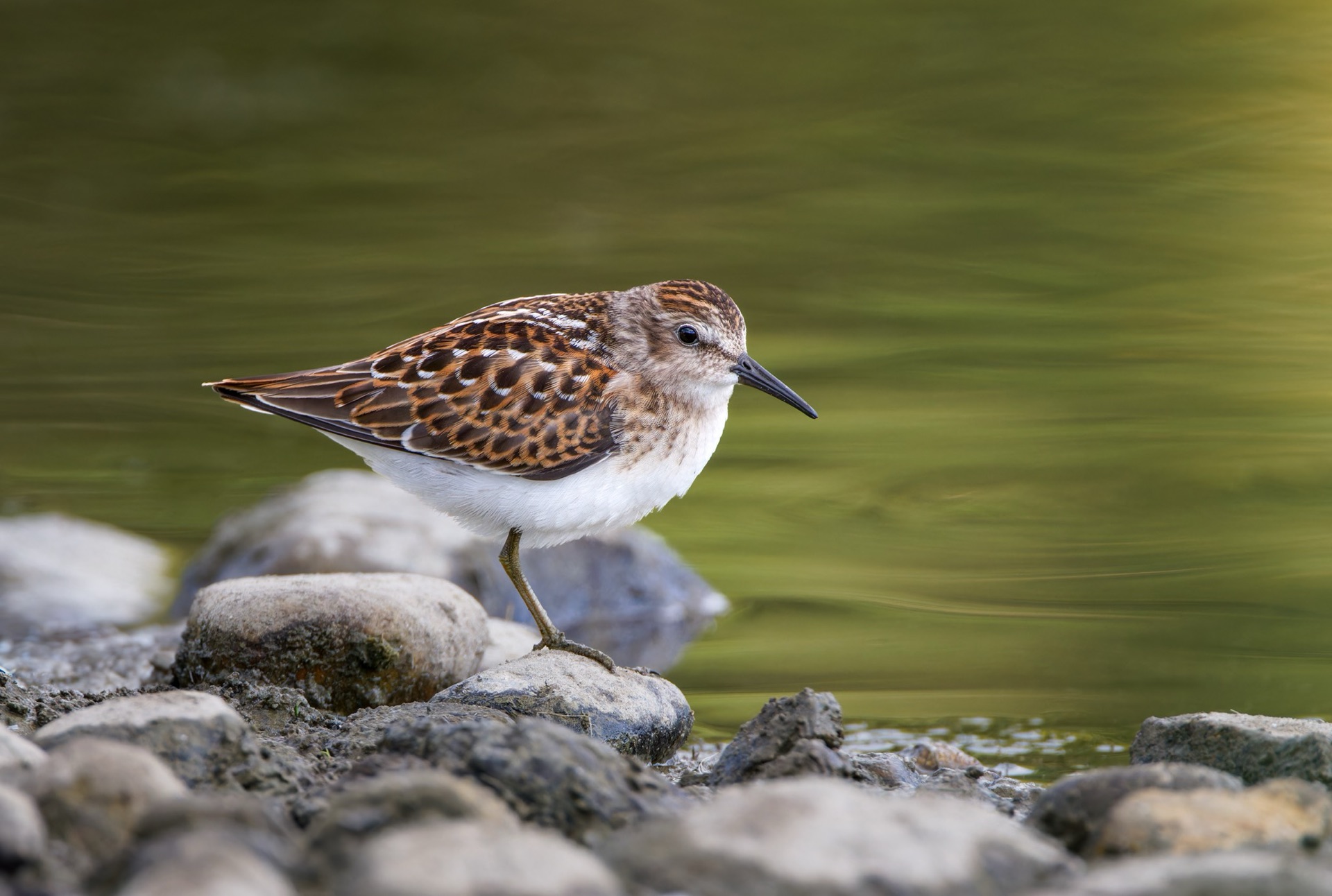 Least Sandpiper