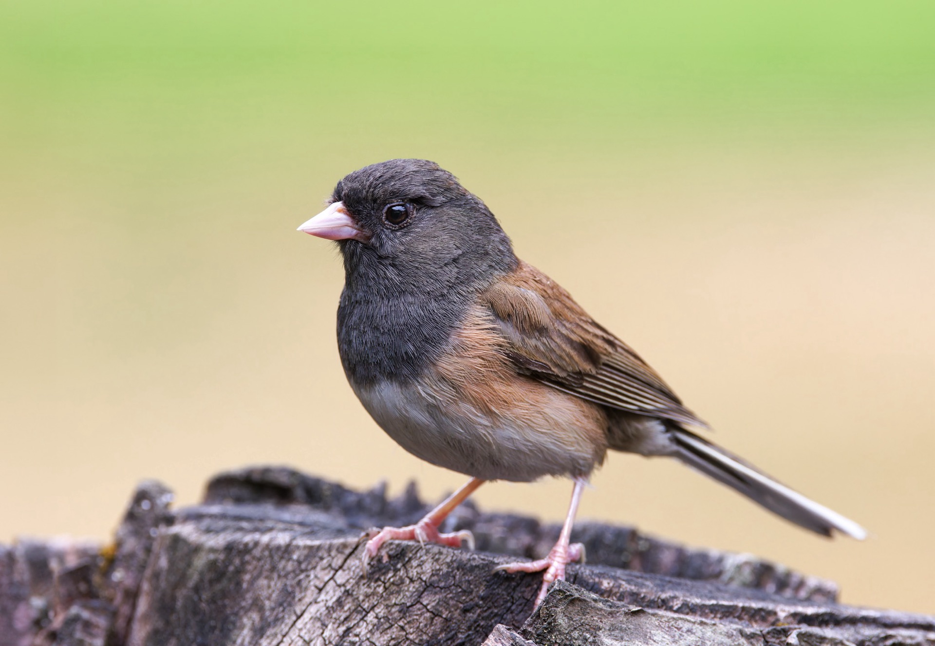Dark-eyed Junco