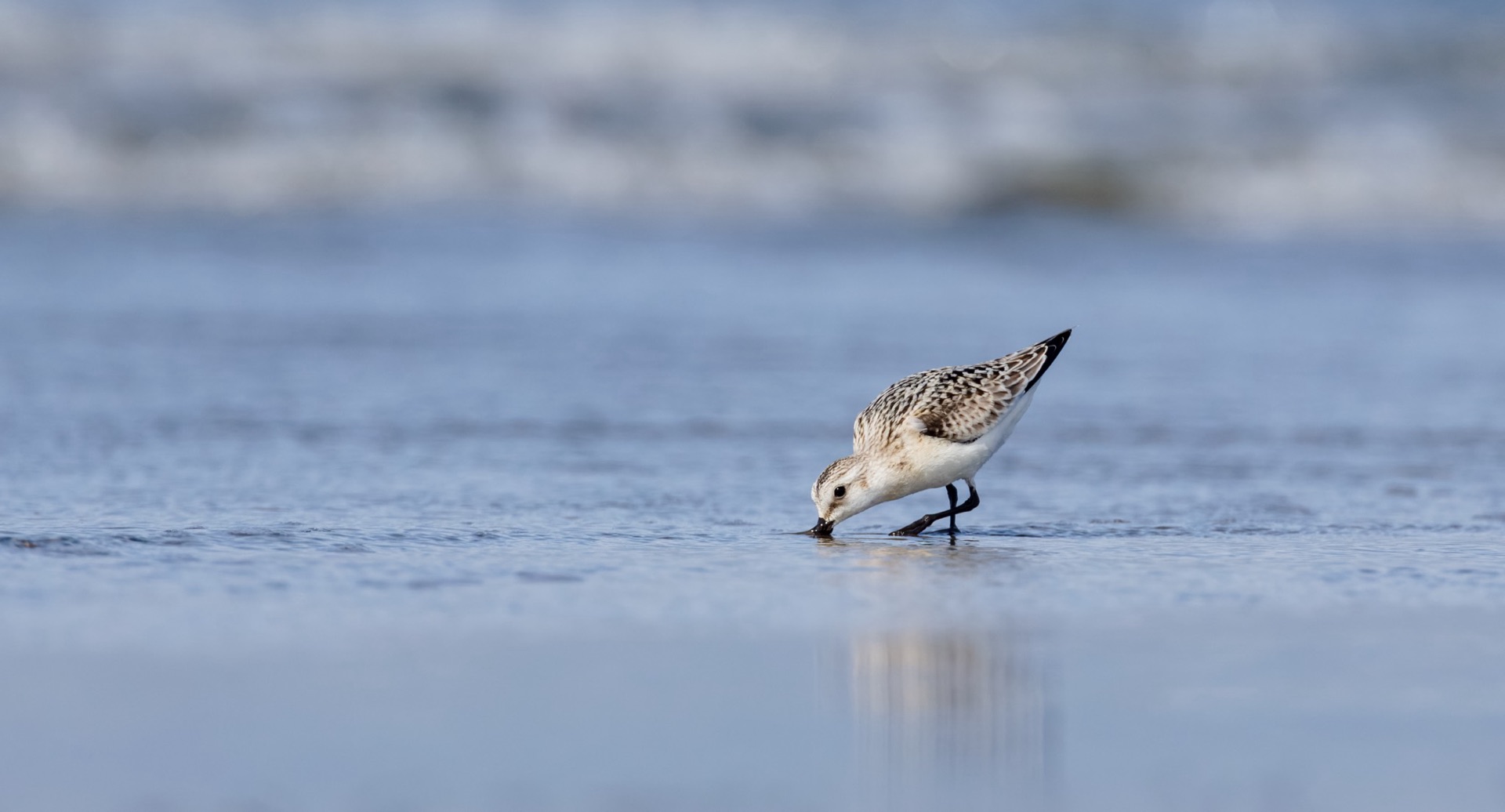 Sanderling