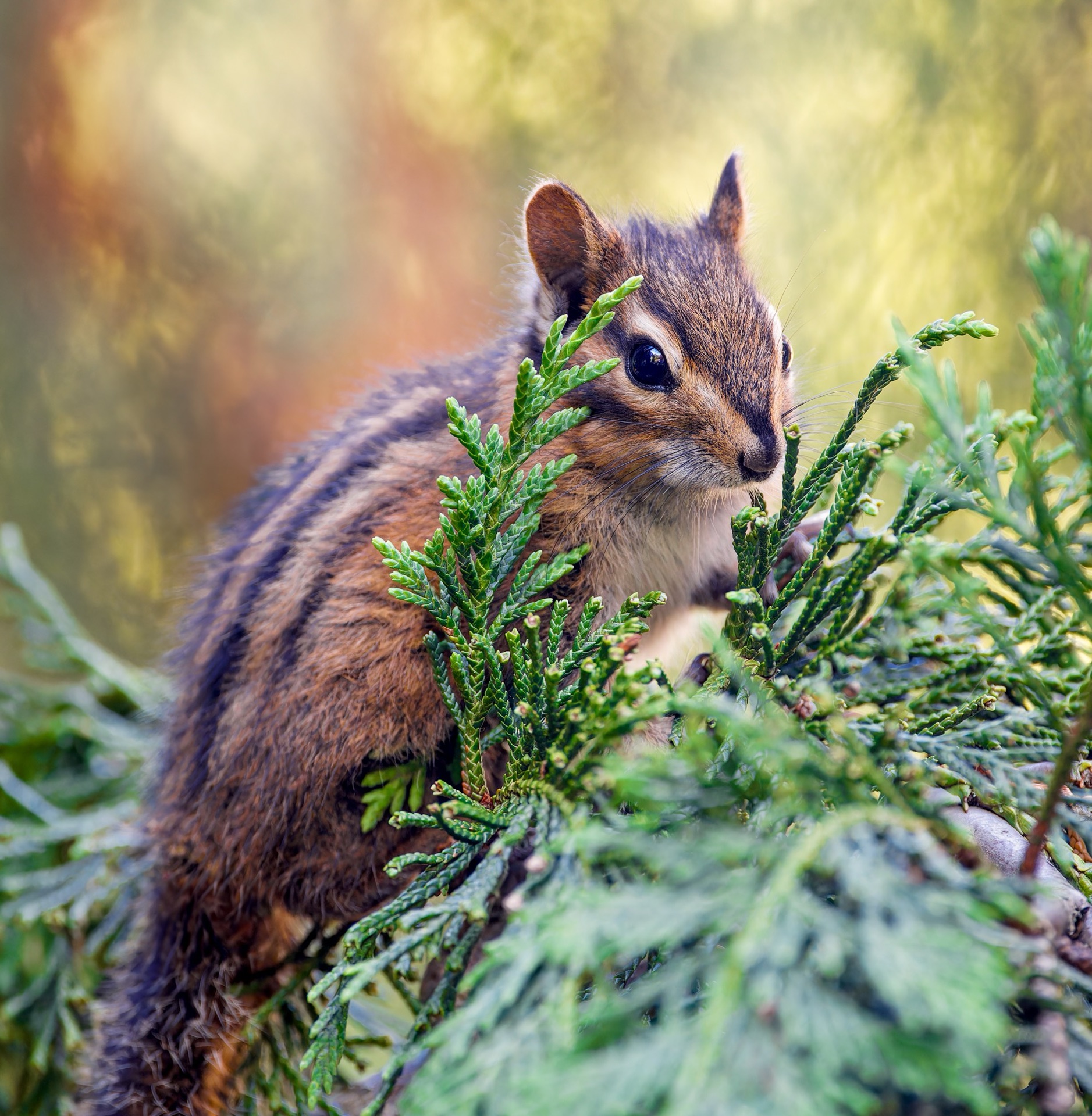 Townsend's Chipmunk