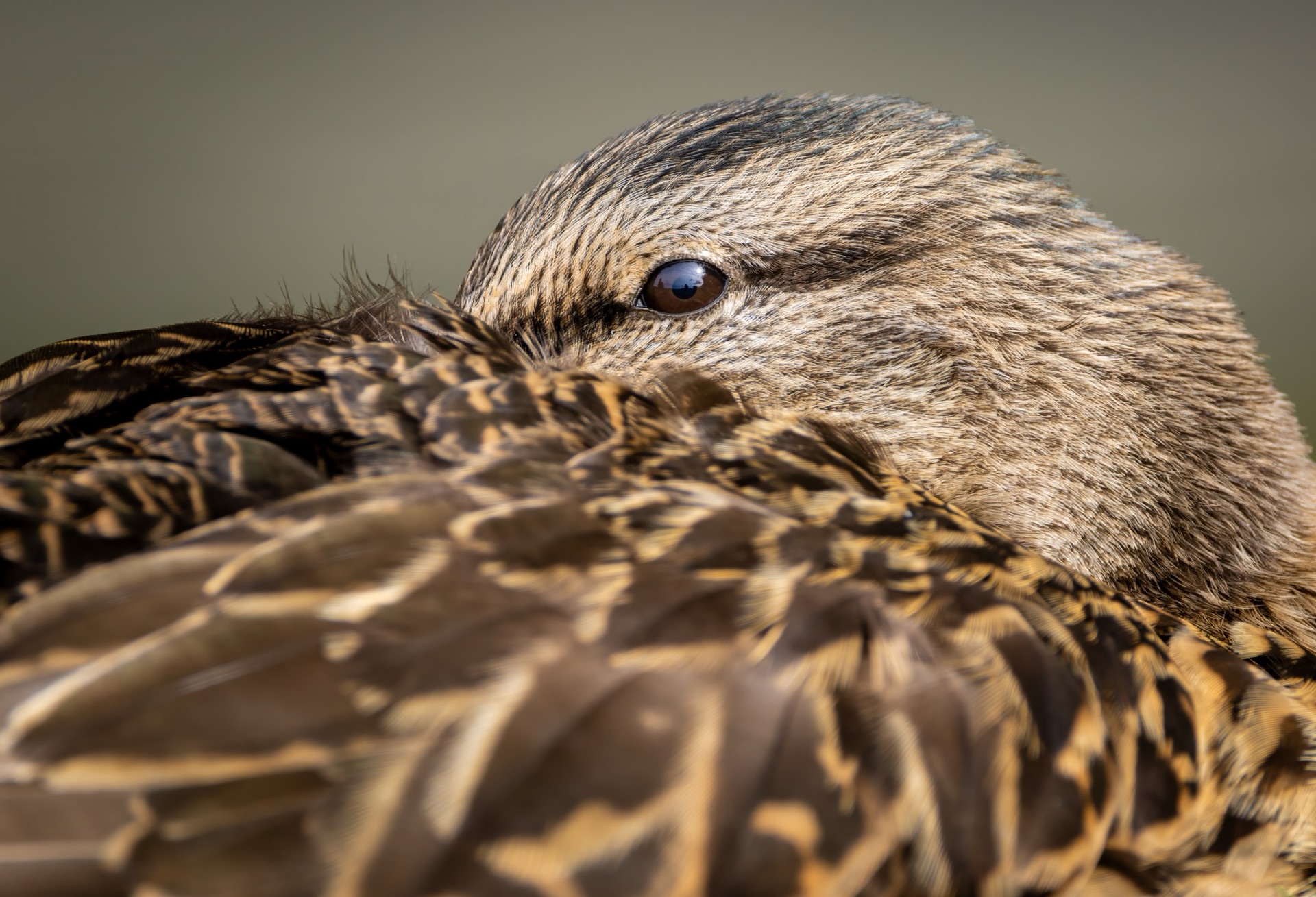 Mallard