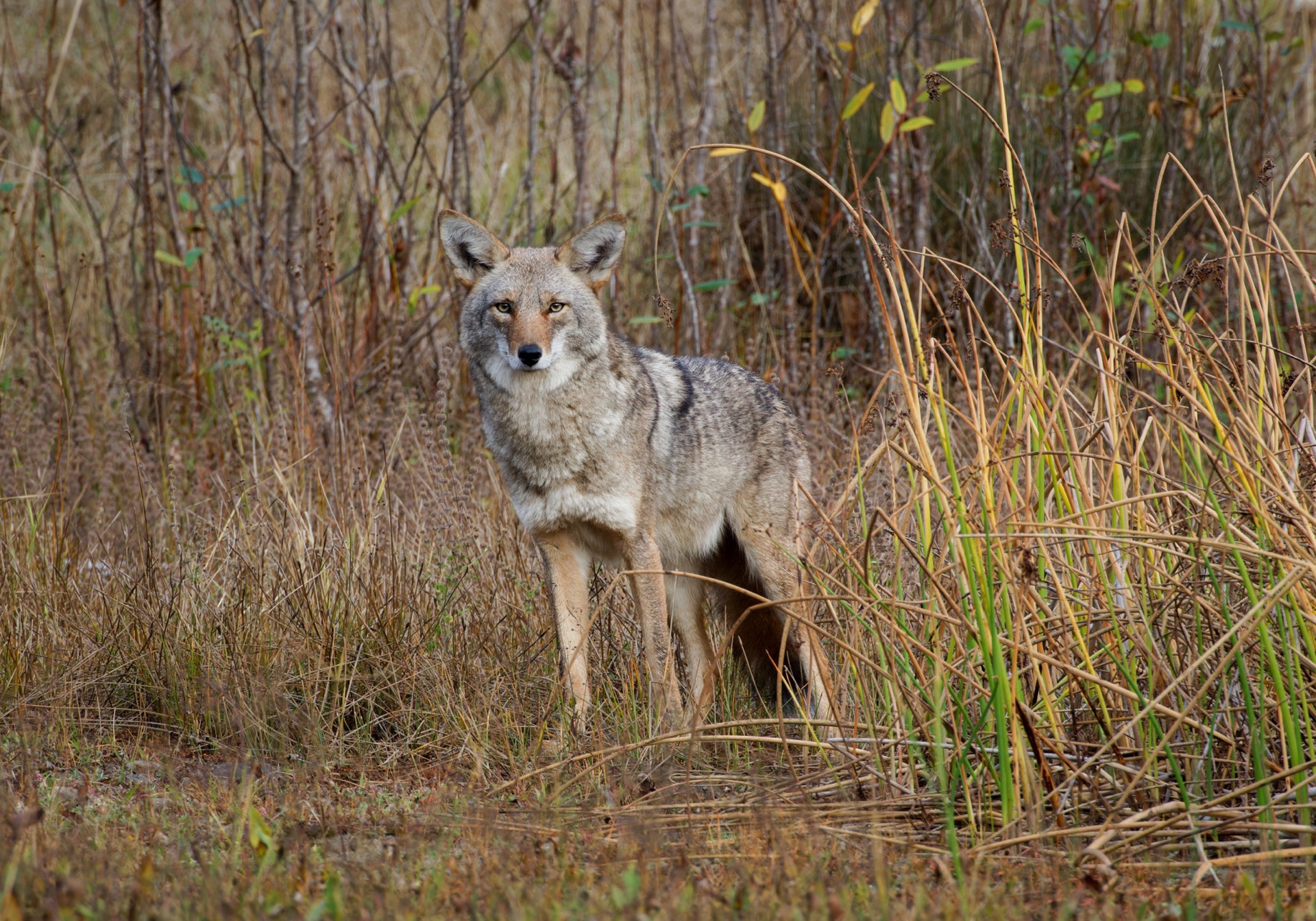 Coyote