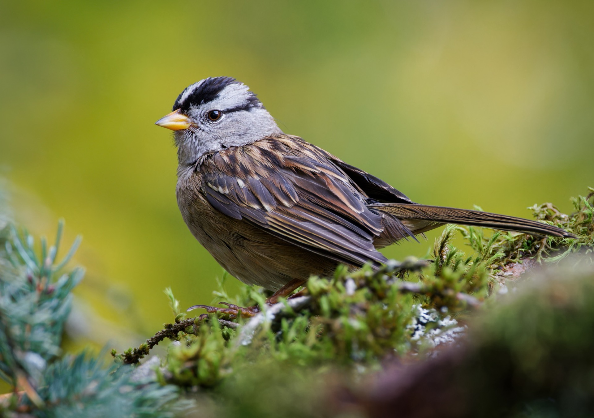 White-crowned Sparrow