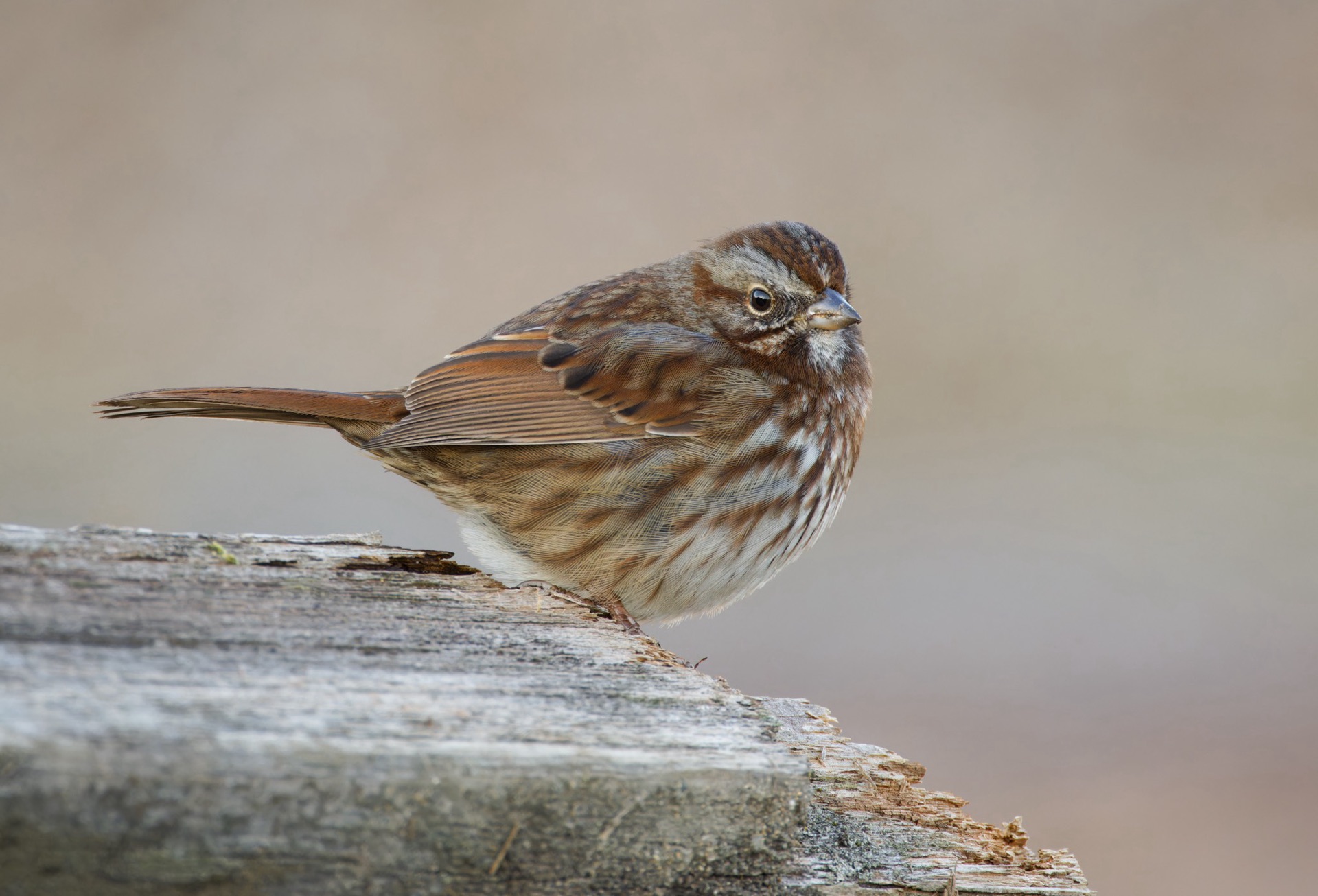Song Sparrow