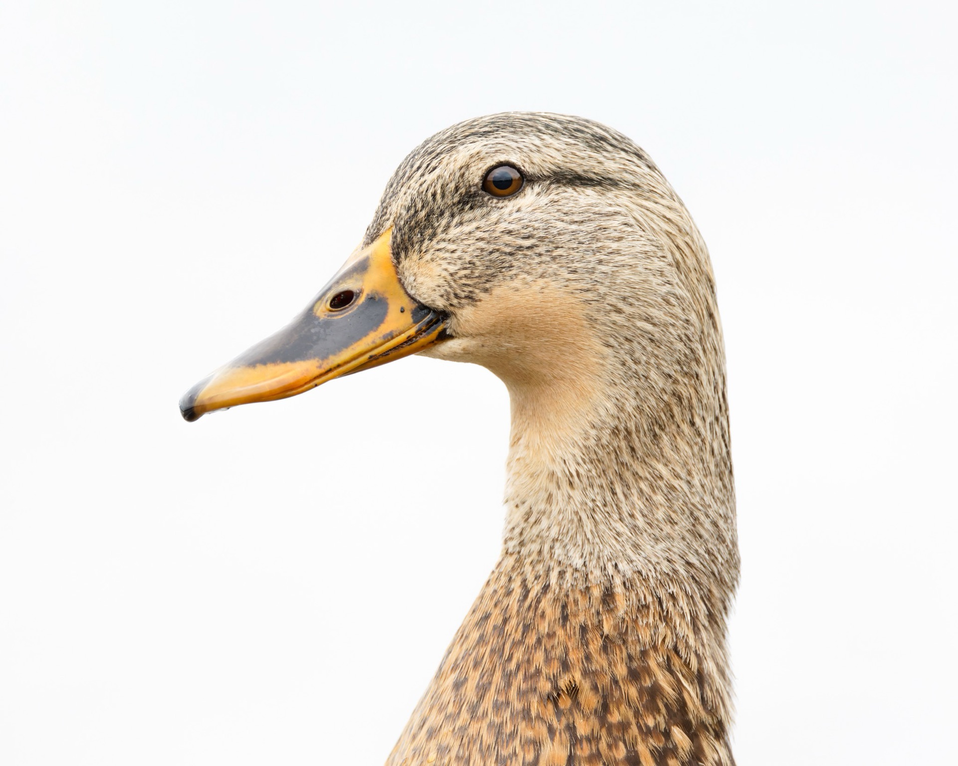 Mallard