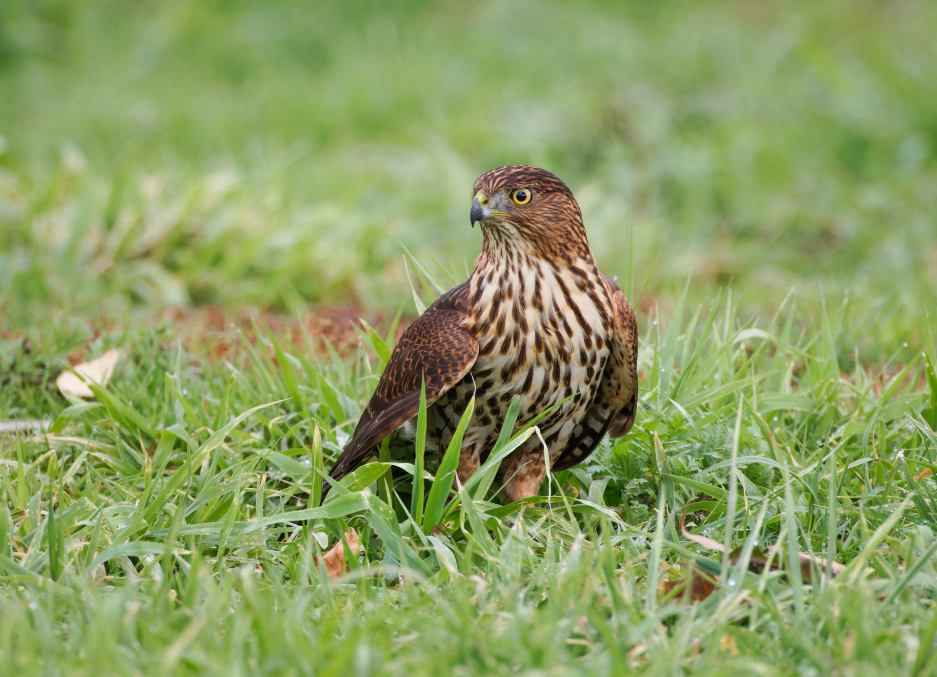 Cooper's Hawk