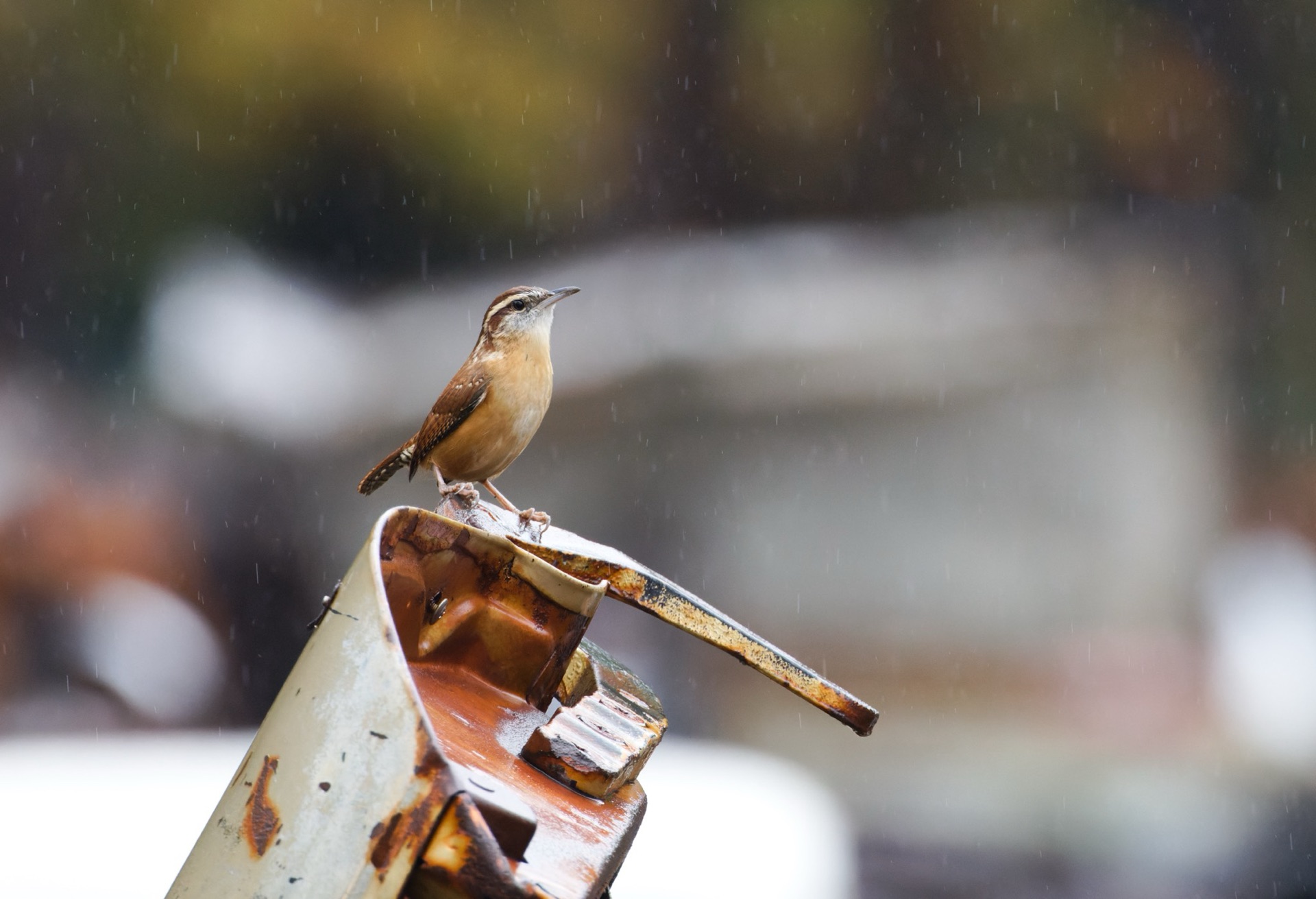 Carolina Wren