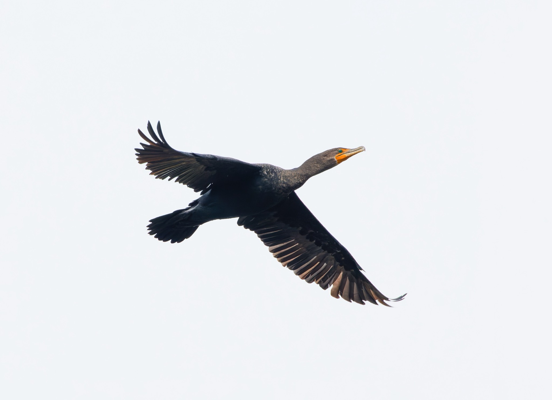 Double-crested Cormorant
