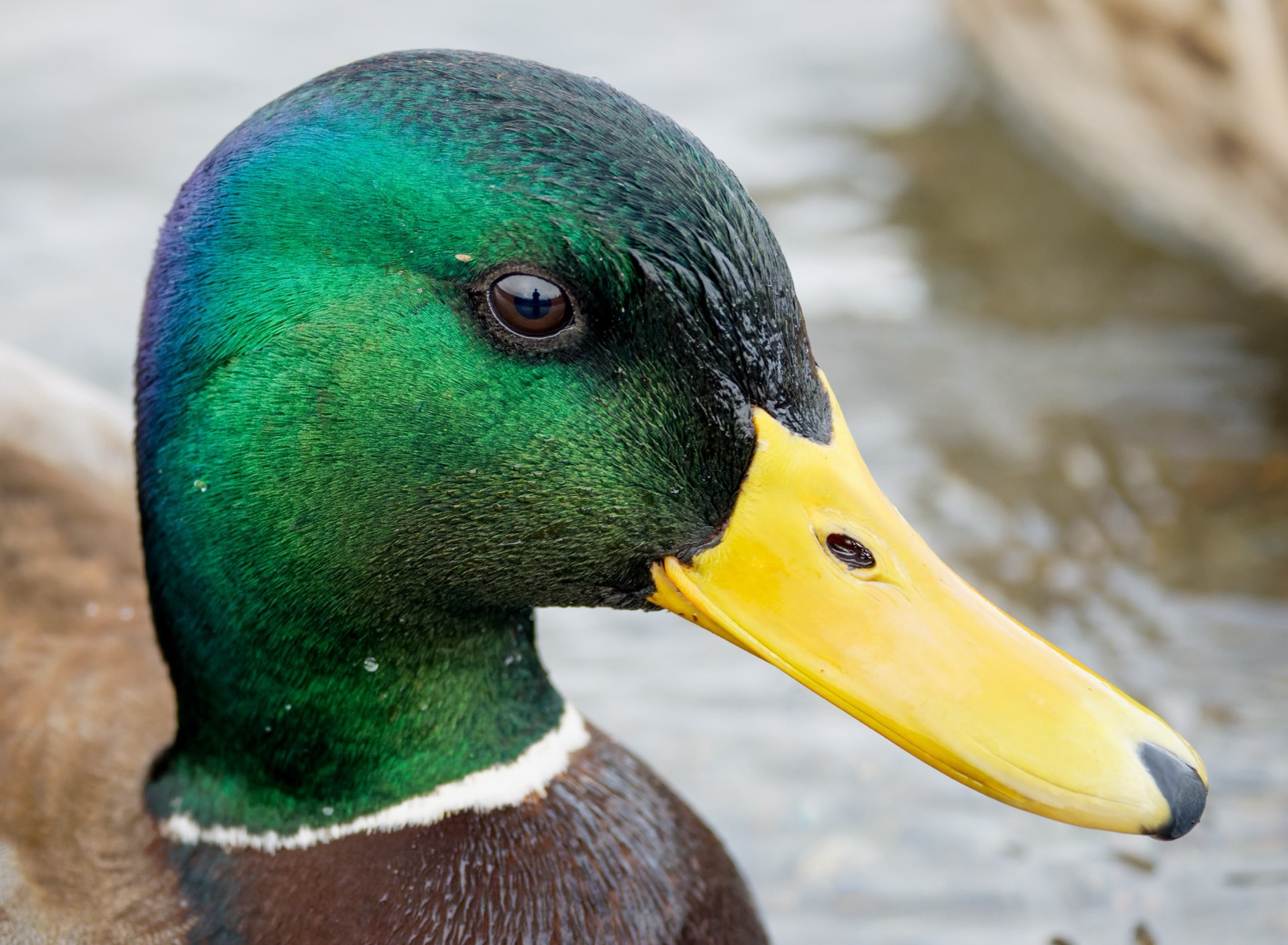 Mallard