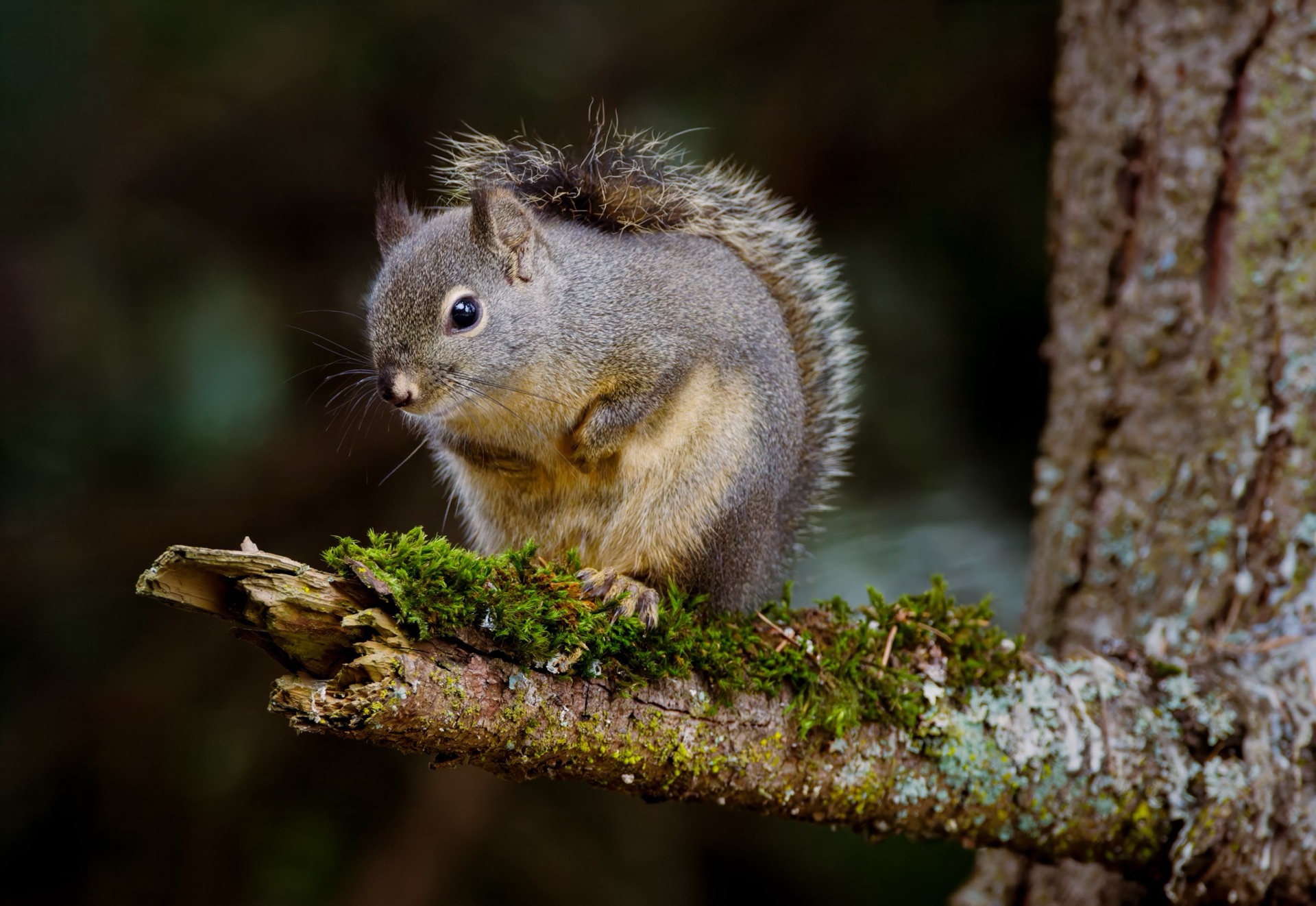 Douglas Squirrel
